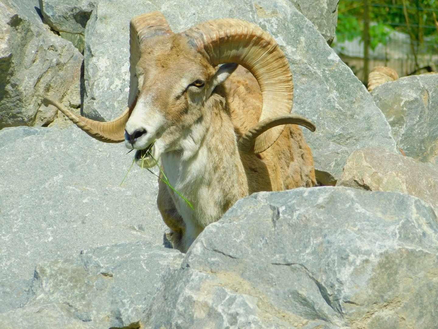 Marco Polo Sheep