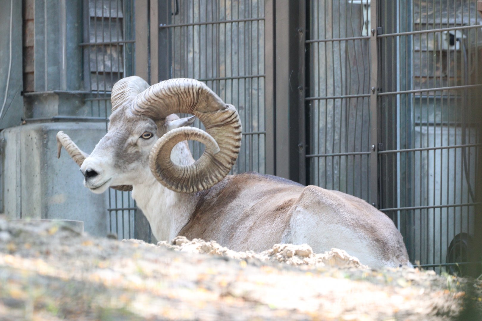 Marco Polo Sheep