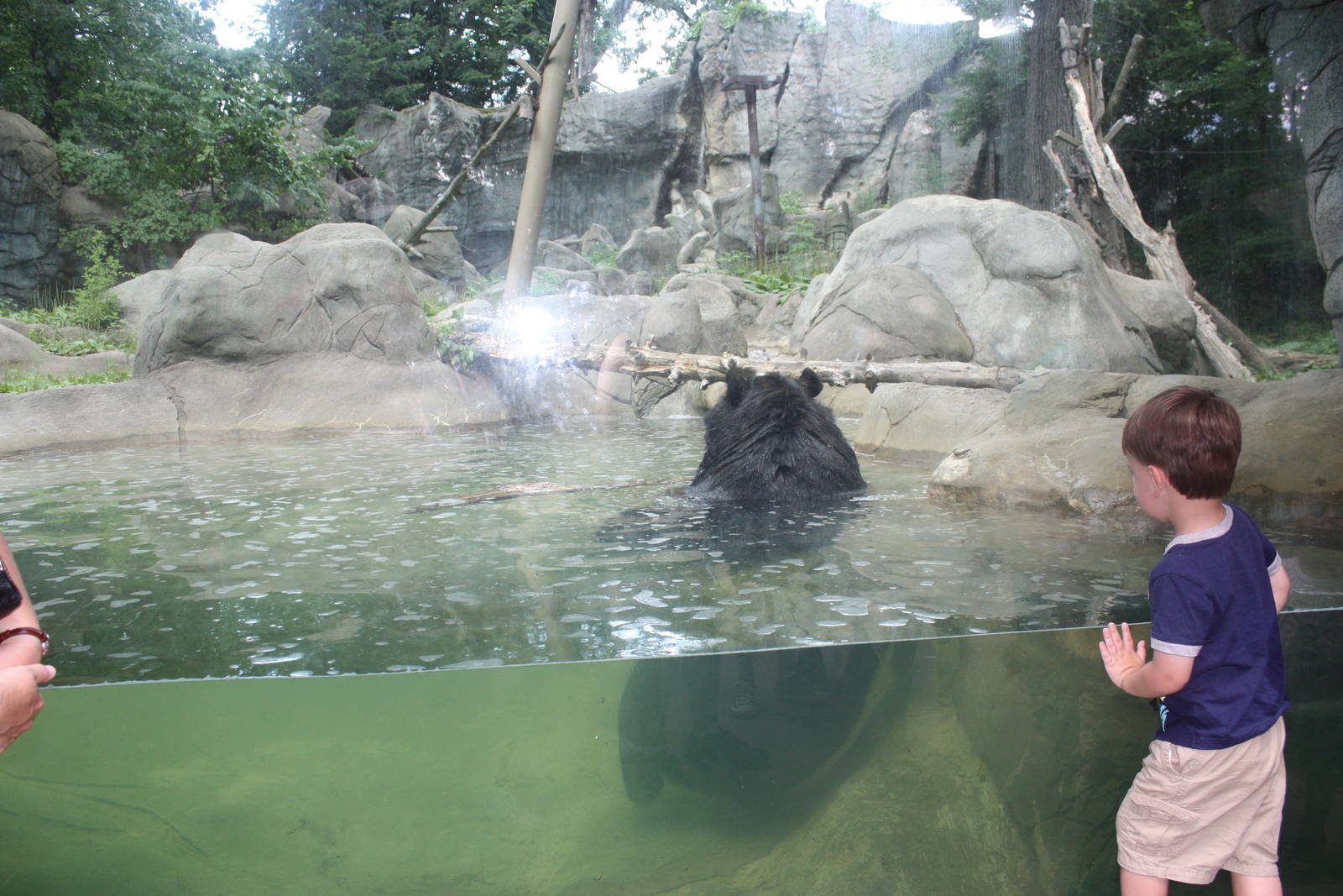 Marco Polo Trek- Asiatic Black Bear in Water
