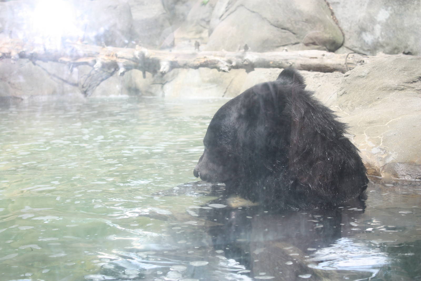 Marco Polo Trek- Asiatic Black Bear in Water