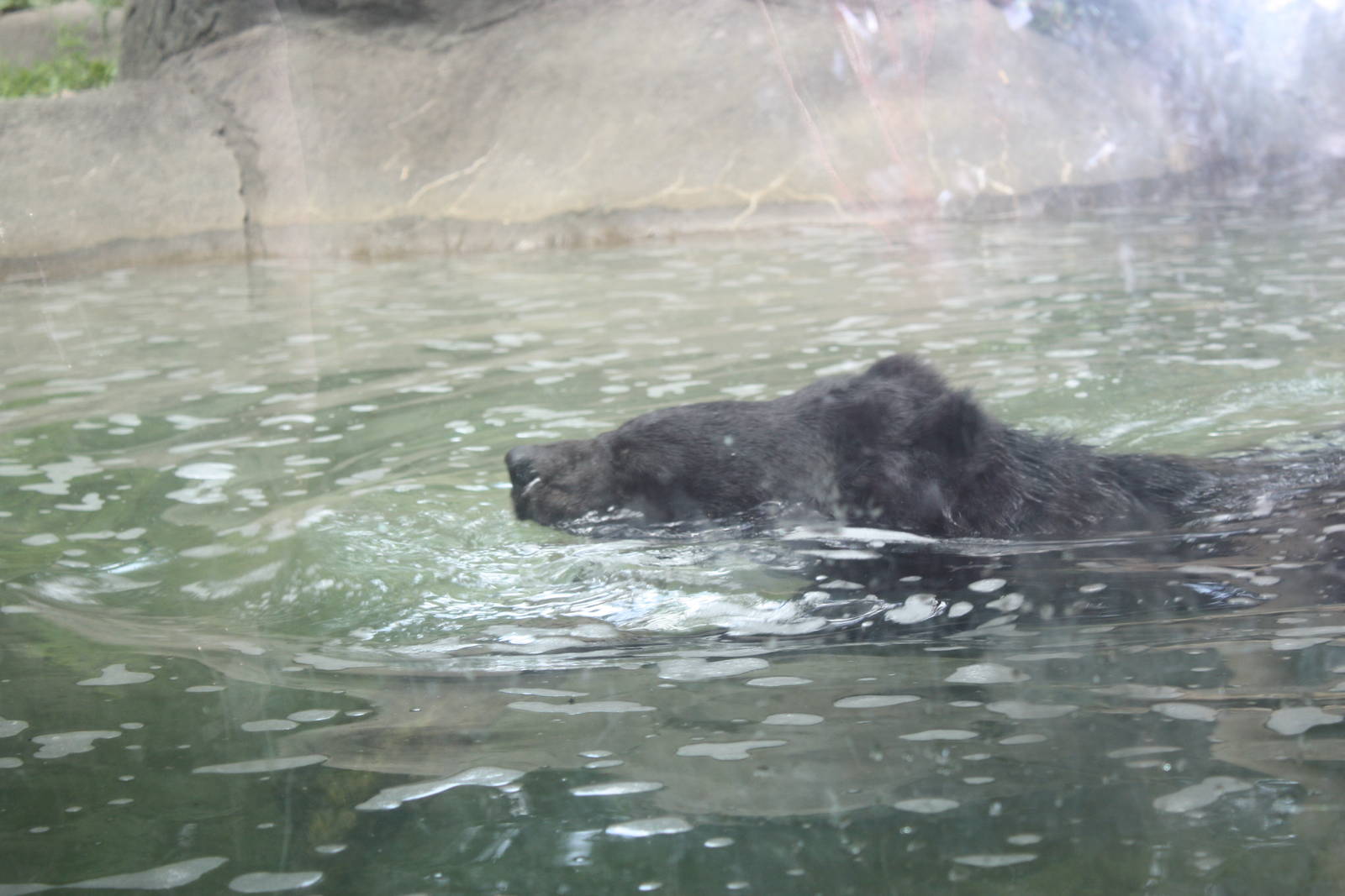 Marco Polo Trek- Asiatic Black Bear Swimming