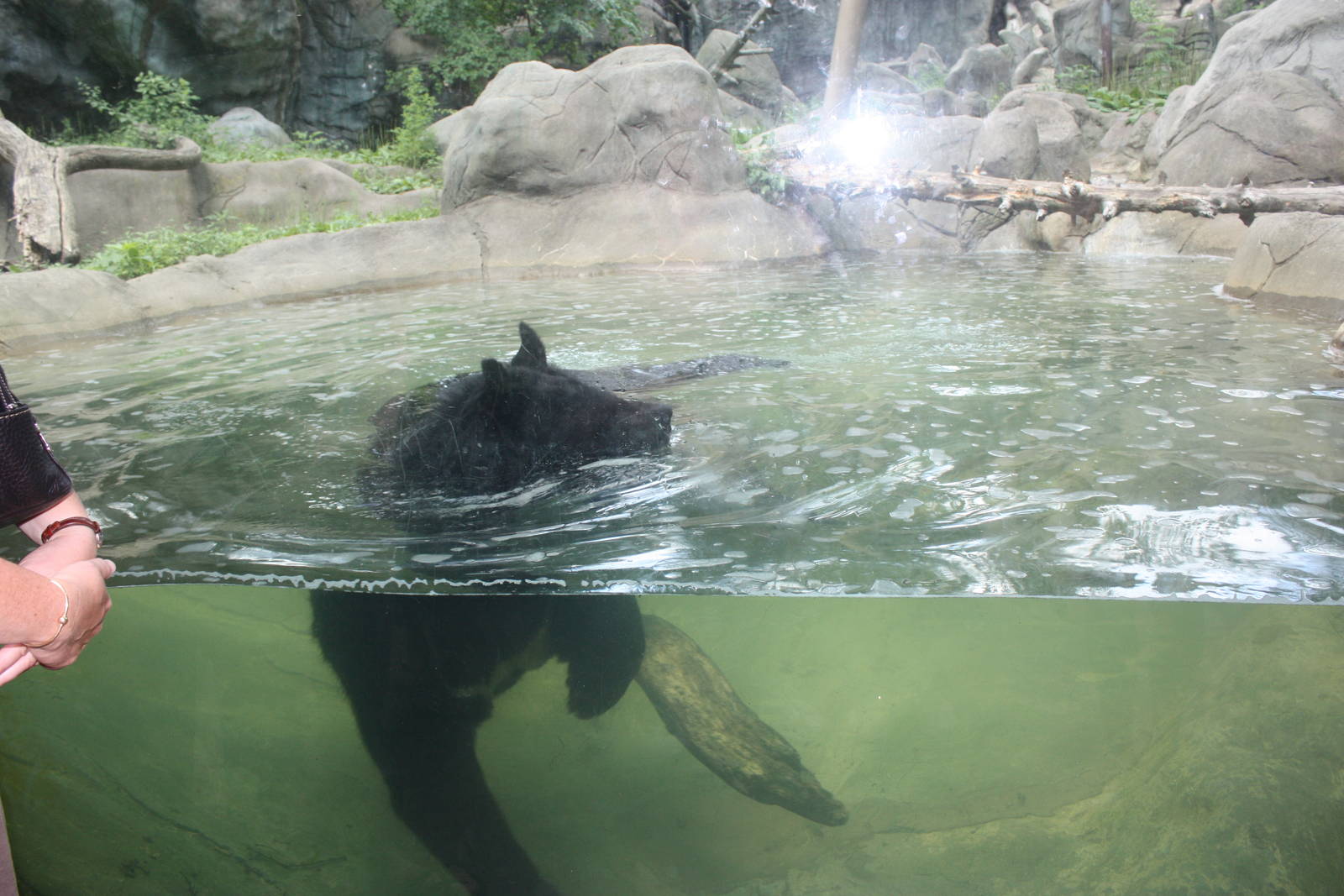 Marco Polo Trek- Asiatic Black Bear Underwater