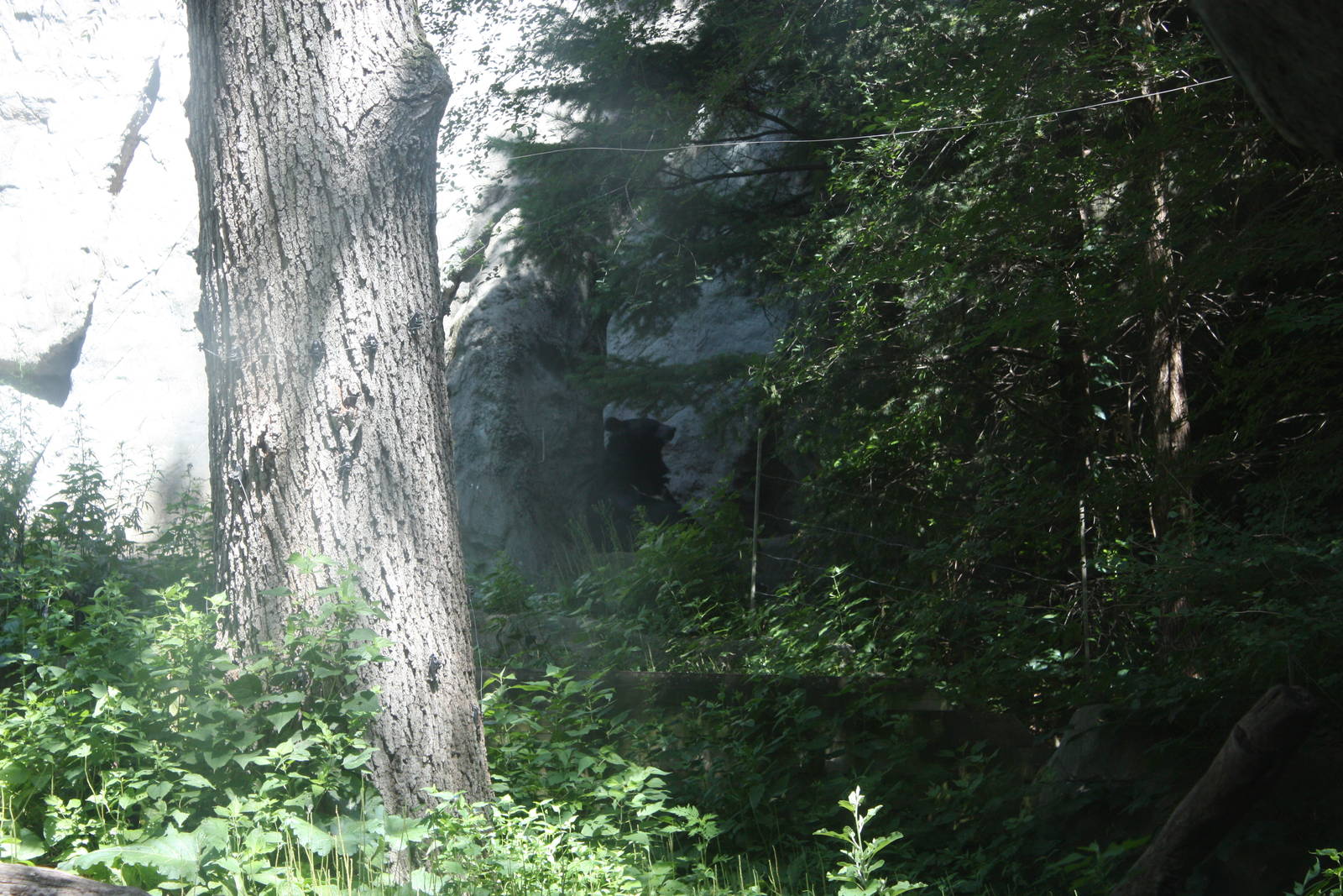 Marco Polo Trek- Asiatic Black Bears