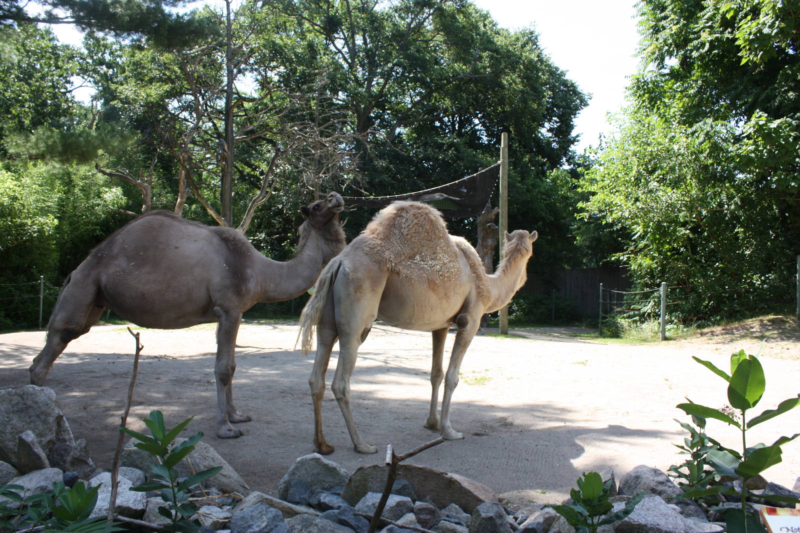 Marco Polo Trek- Dromedary Camel Exhibit