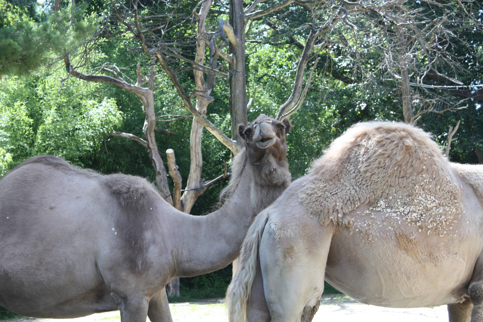 Marco Polo Trek- Dromedary Camel Stare