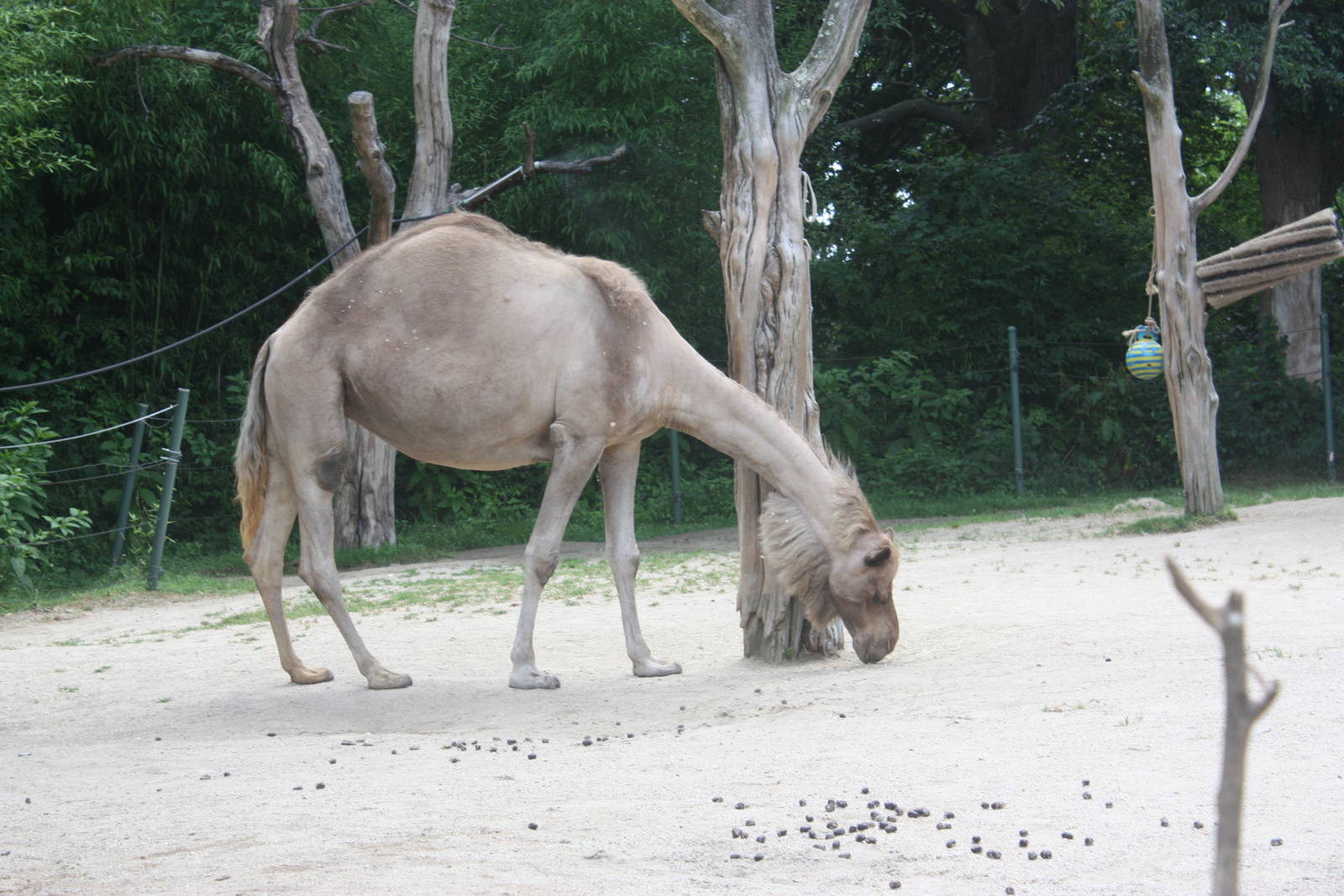Marco Polo Trek- Dromedary Camel