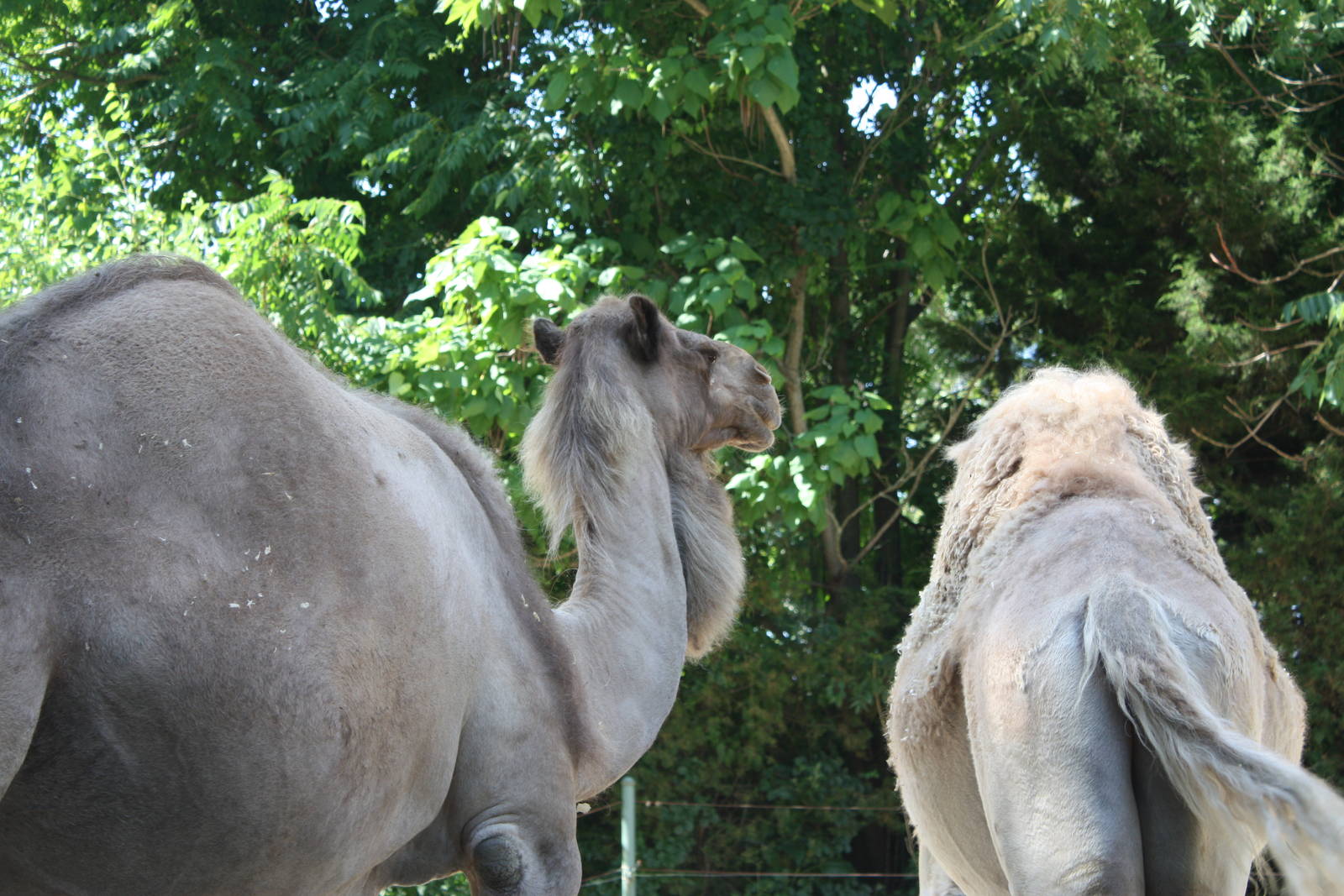 Marco Polo Trek- Dromedary Camels