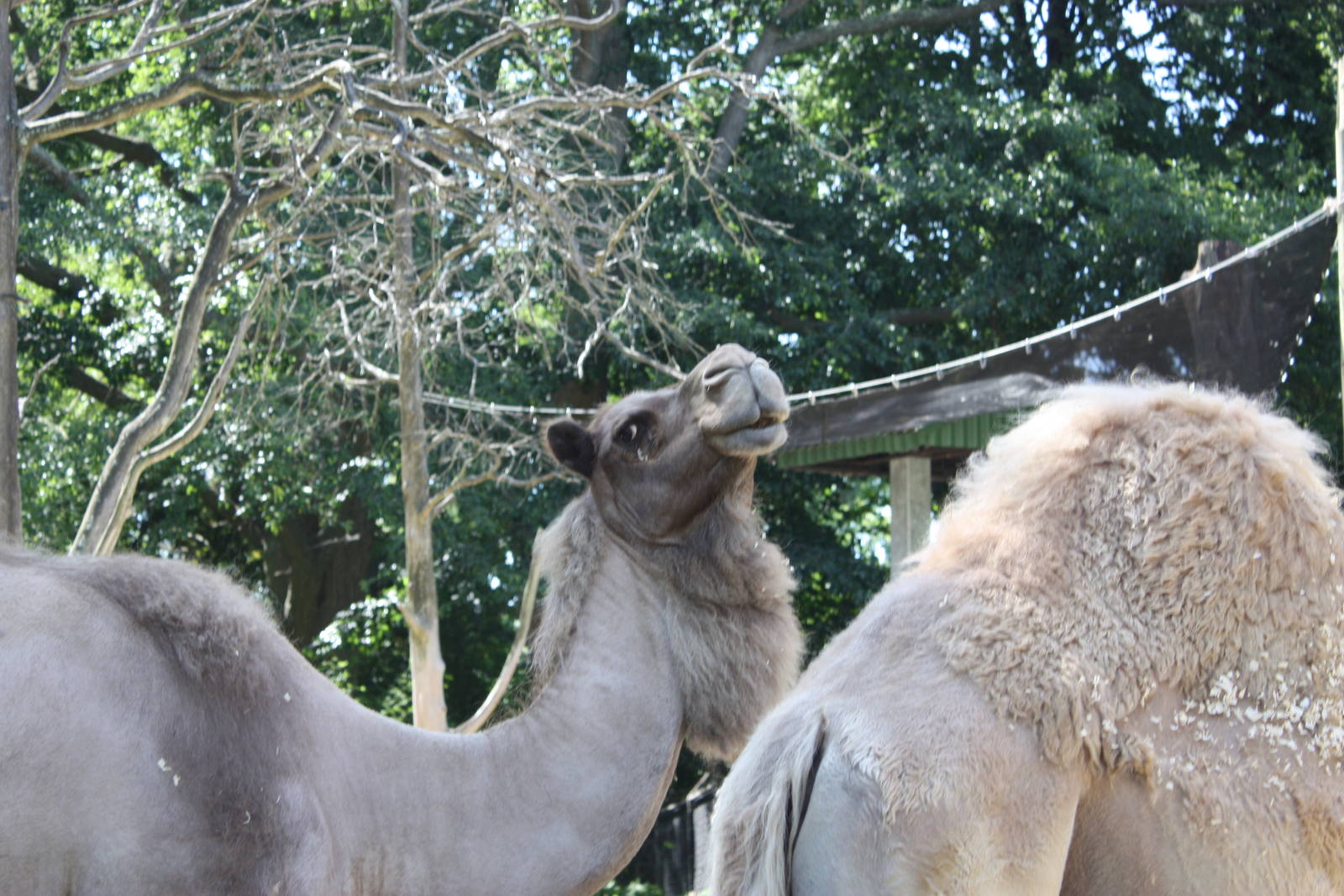 Marco Polo Trek- Dromedary Camels