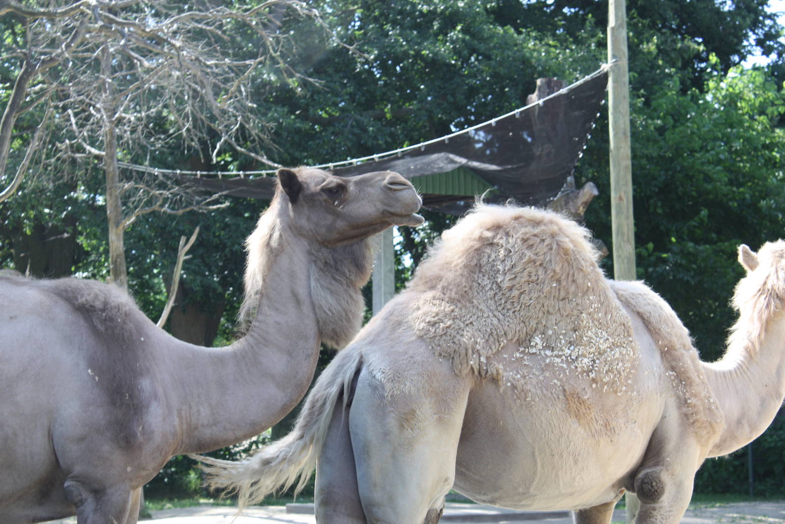 Marco Polo Trek- Dromedary Camels