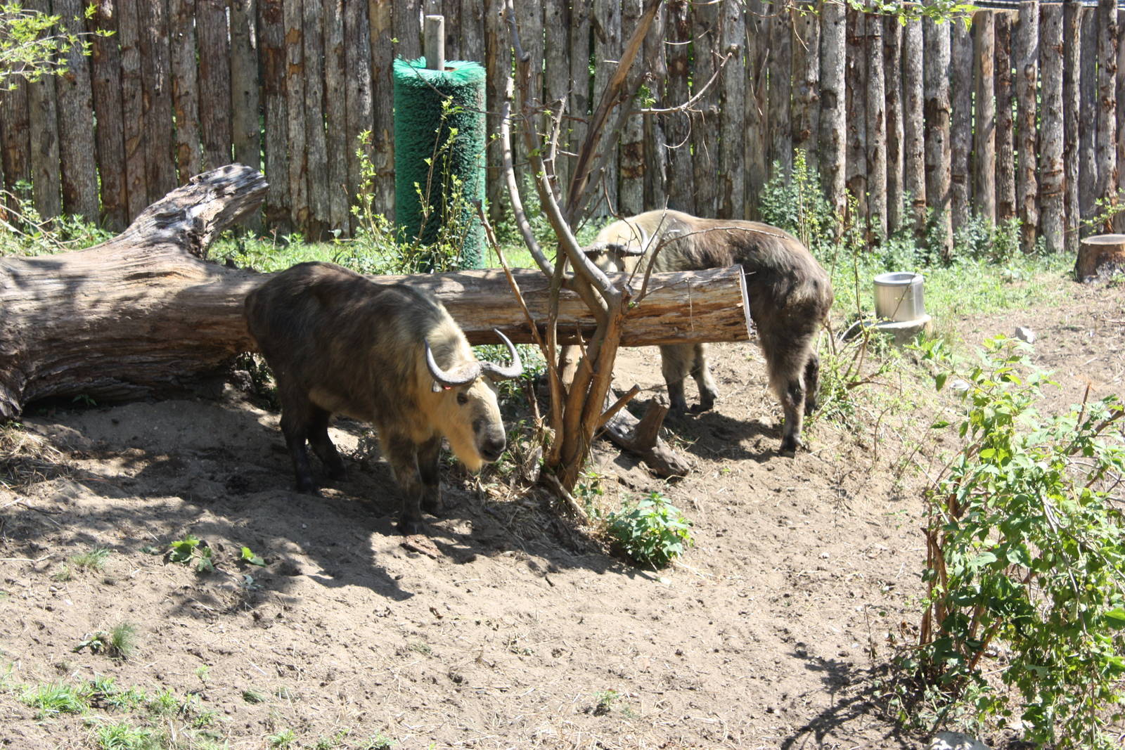 Marco Polo Trek- New Sichuan Takin