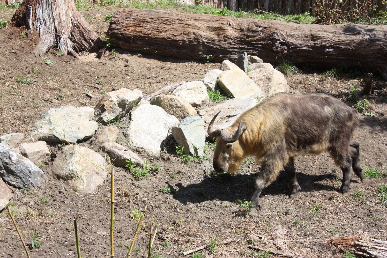 Marco Polo Trek- New Sichuan Takin