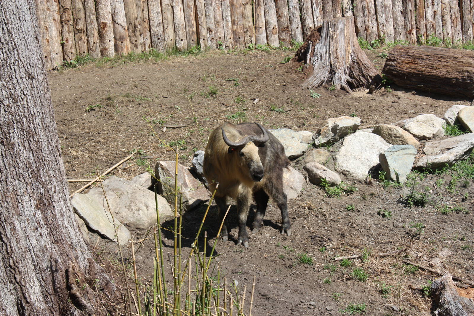 Marco Polo Trek- New Sichuan Takin