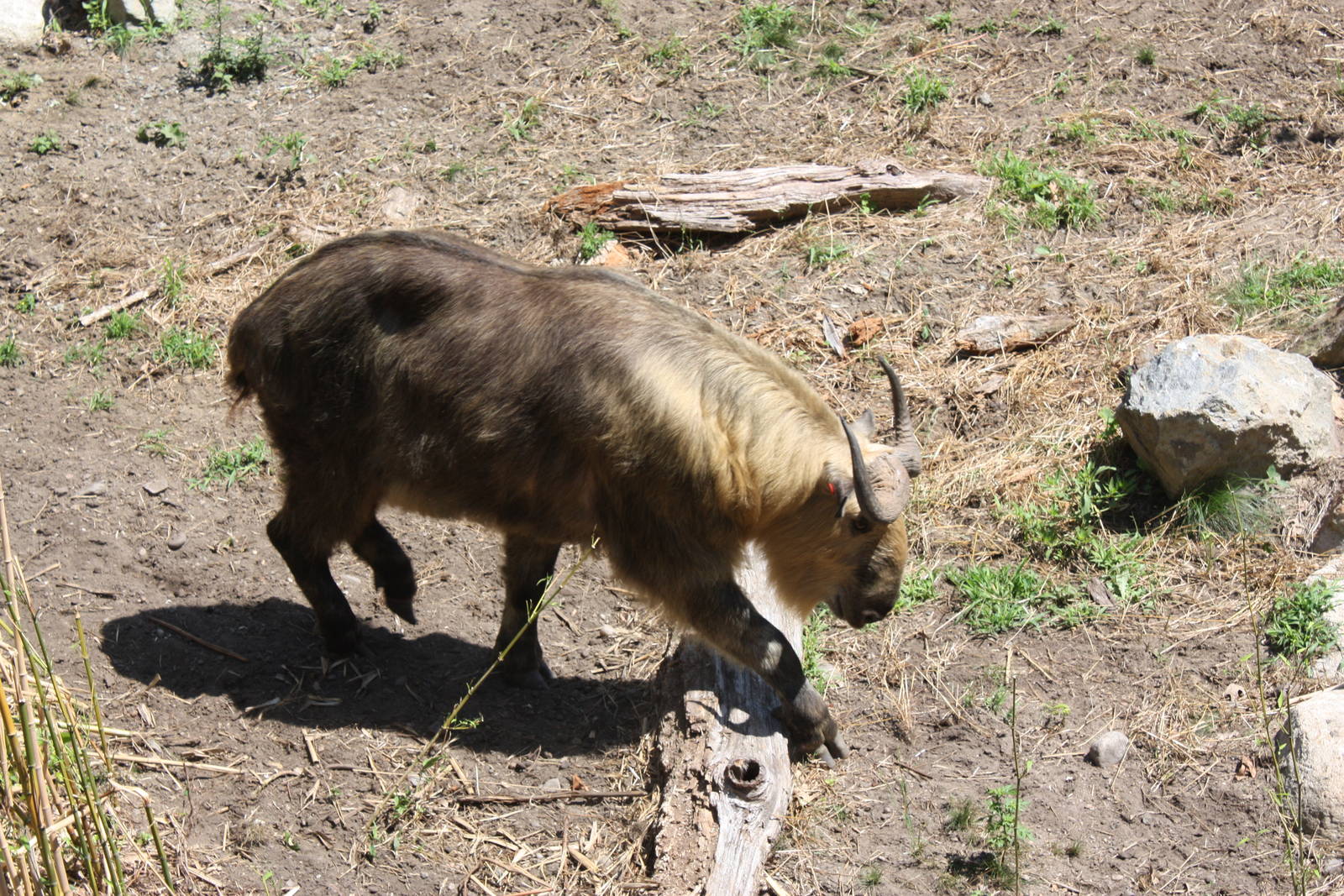 Marco Polo Trek- New Sichuan Takin