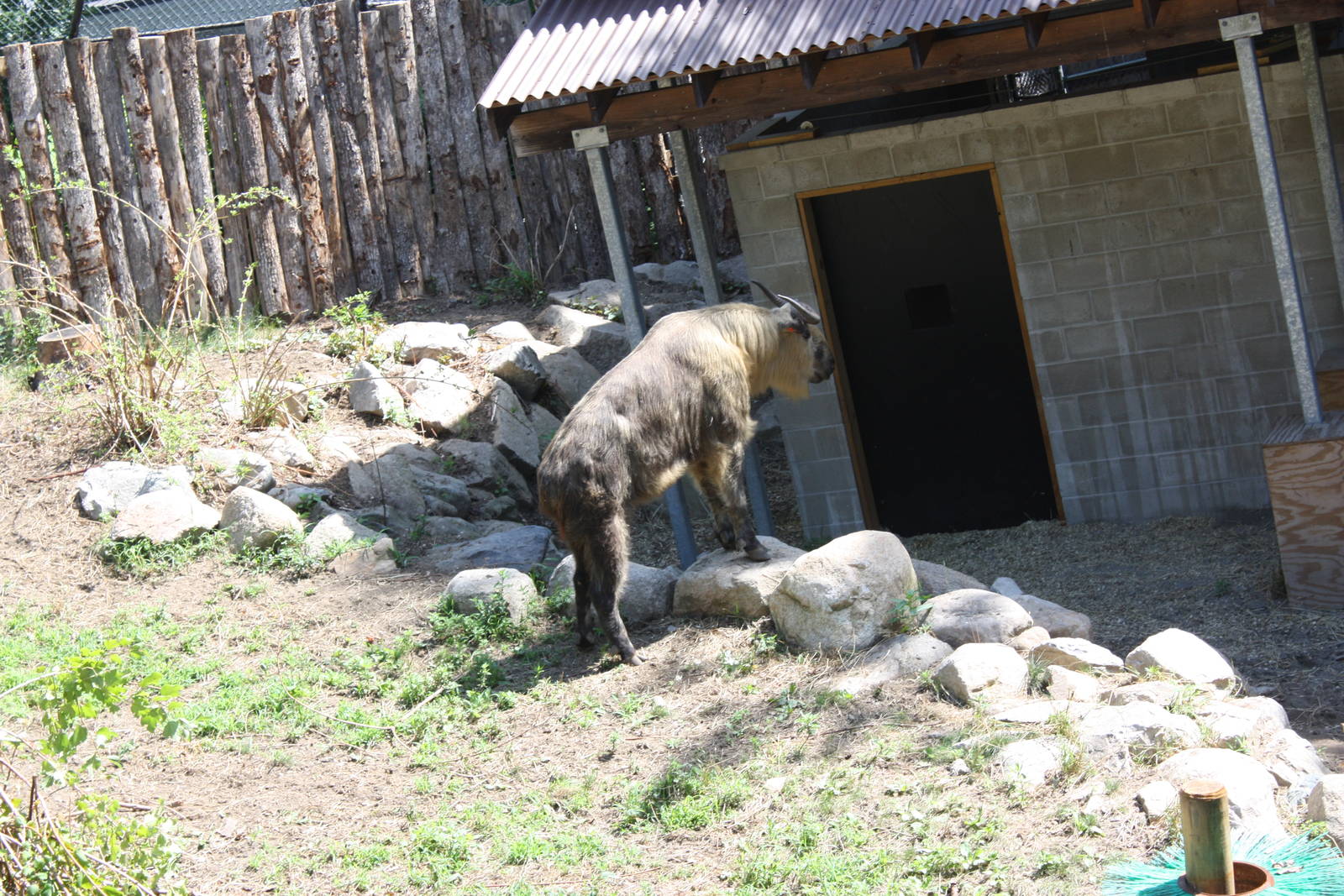Marco Polo Trek- New Sichuan Takin