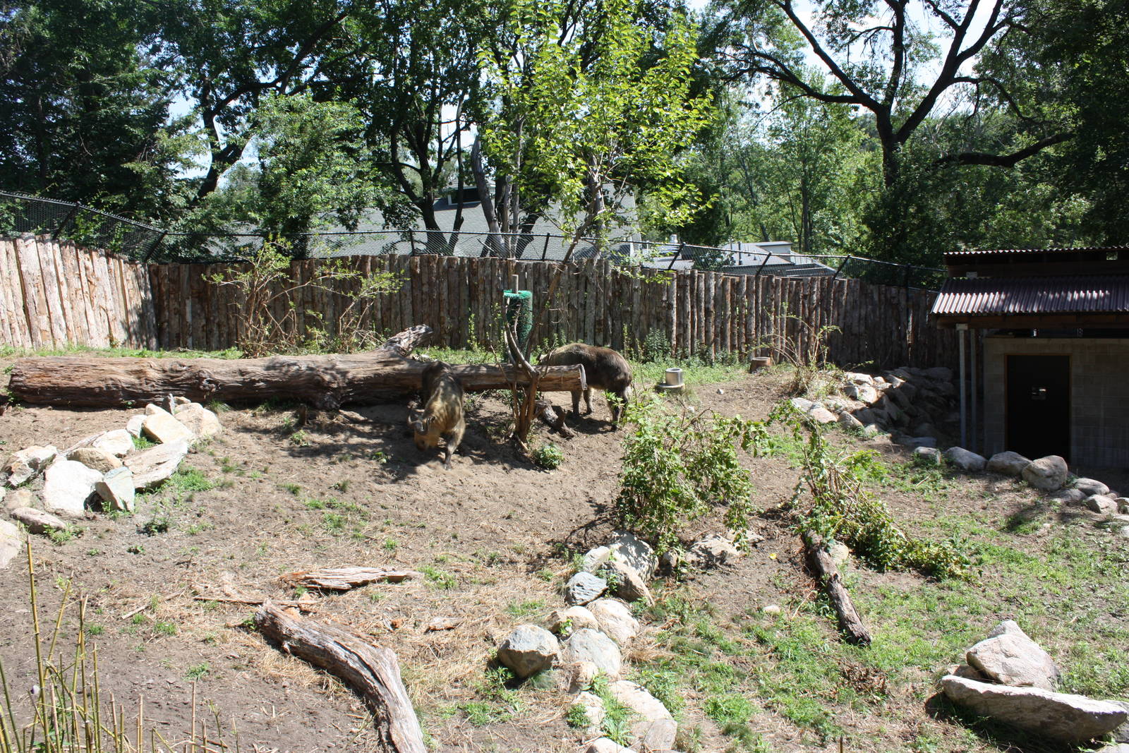 Marco Polo Trek- New Takin Exhibit