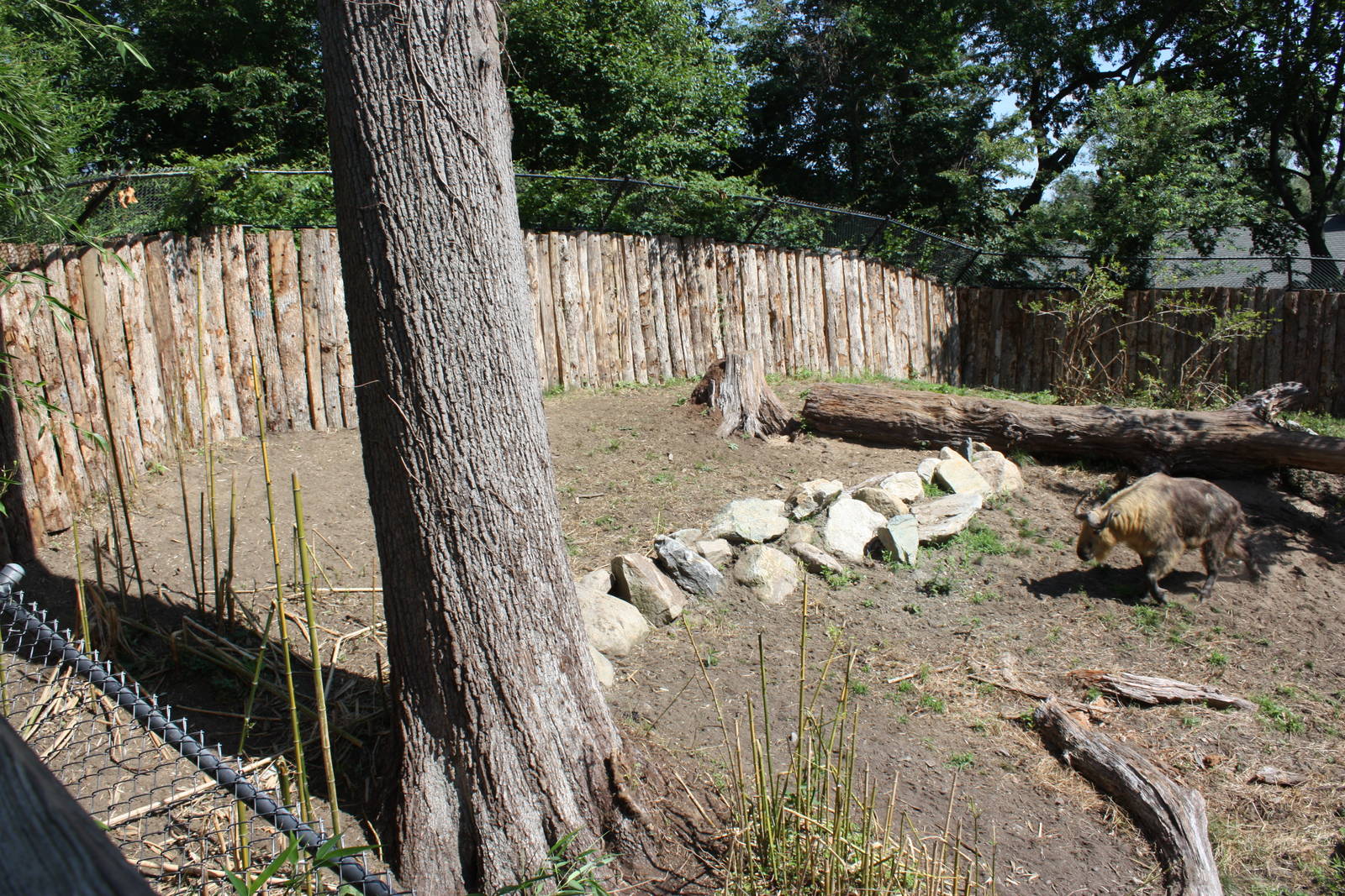 Marco Polo Trek- New Takin Exhibit