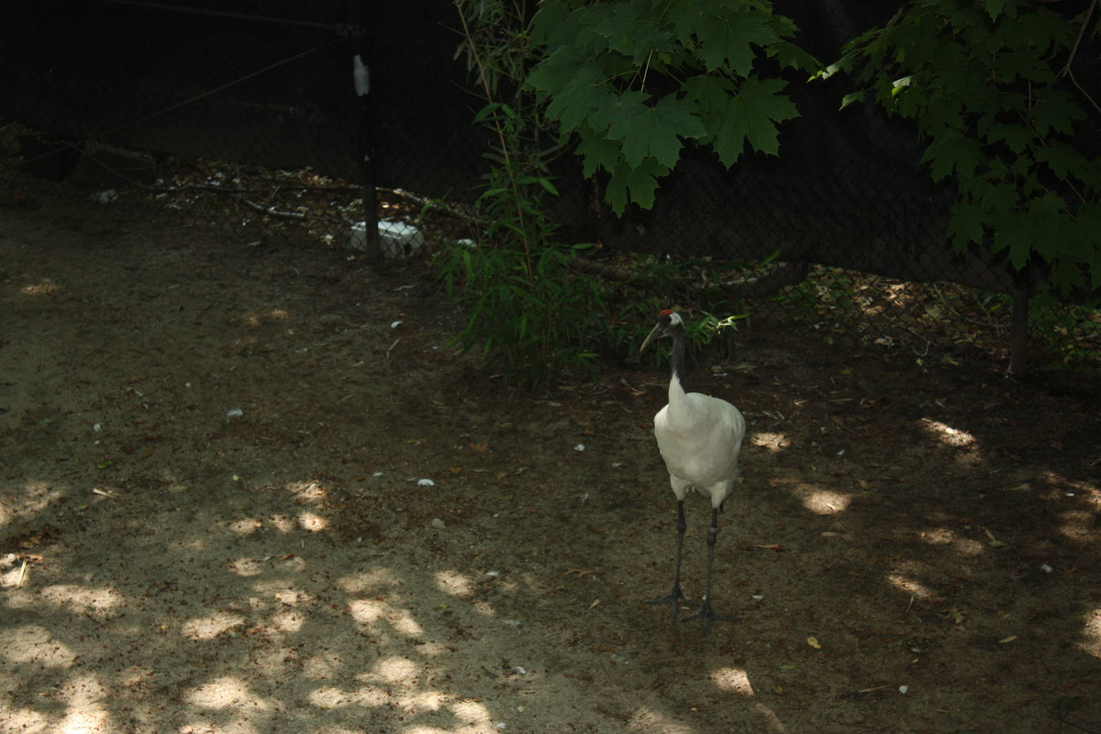 Marco Polo Trek- Red-Crowned Crane