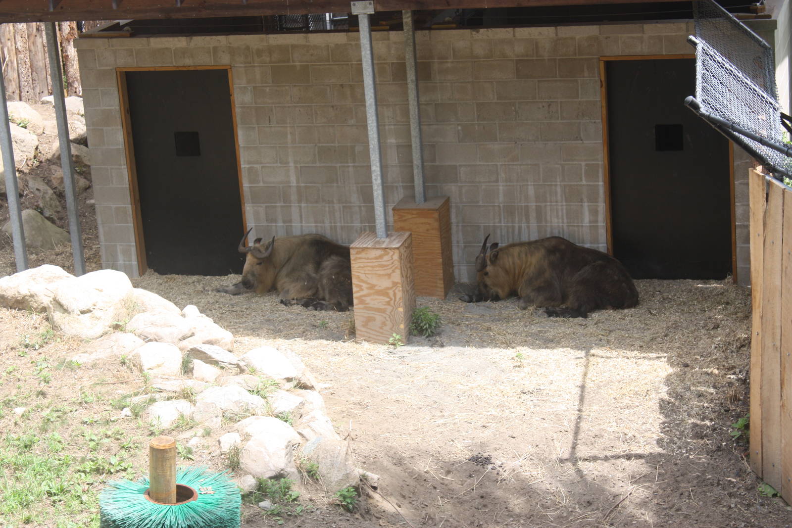 Marco Polo Trek- Sichuan Takin