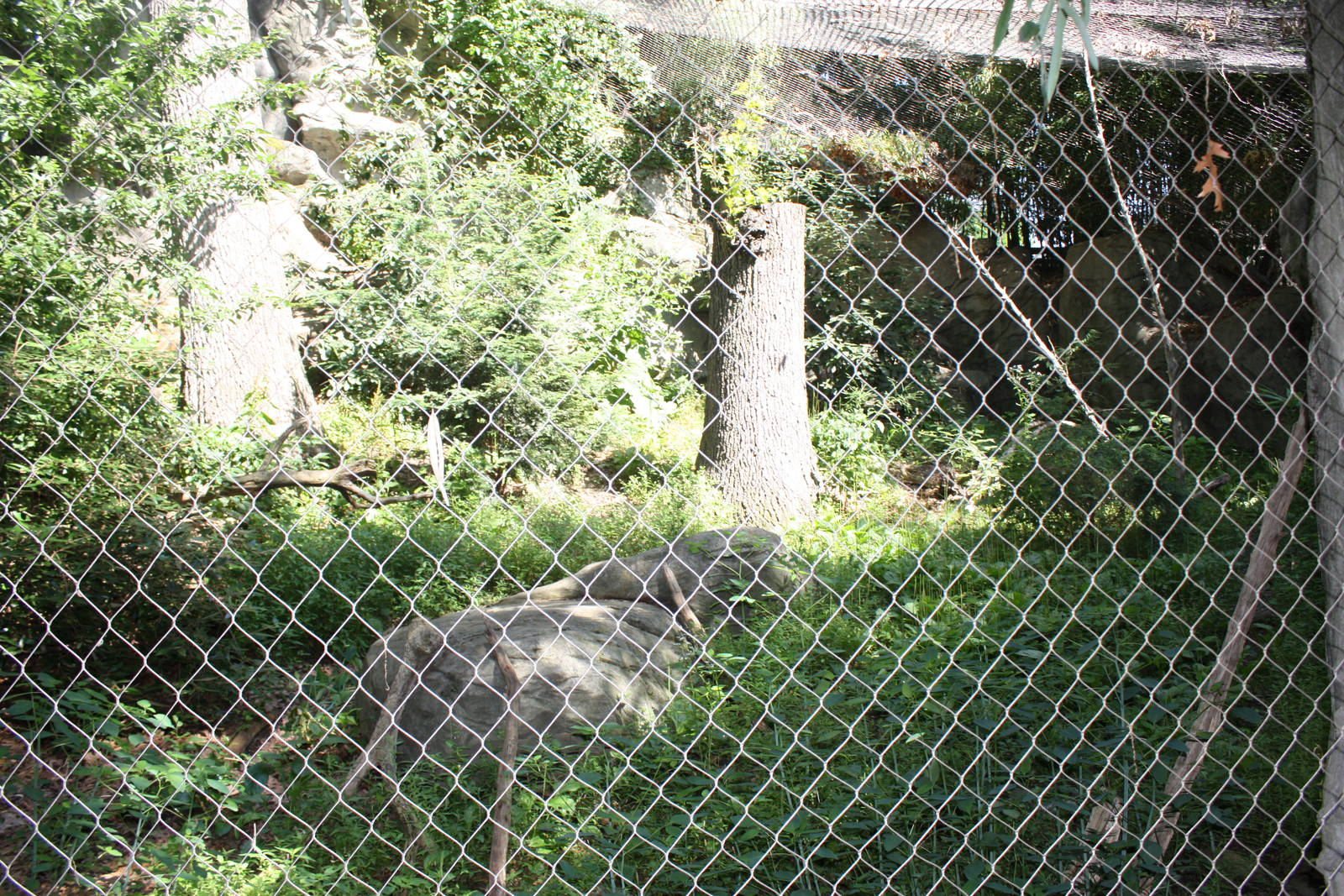 Marco Polo Trek- Snow Leopard Exhibit