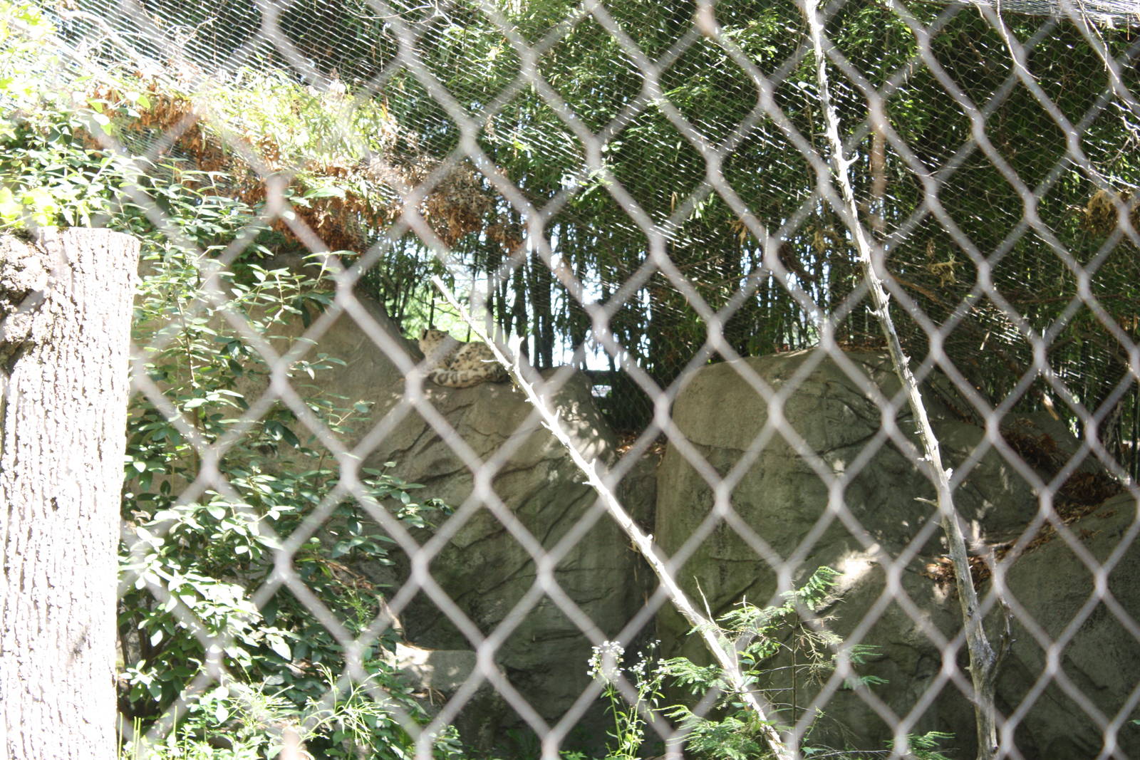 Marco Polo Trek- Snow Leopard