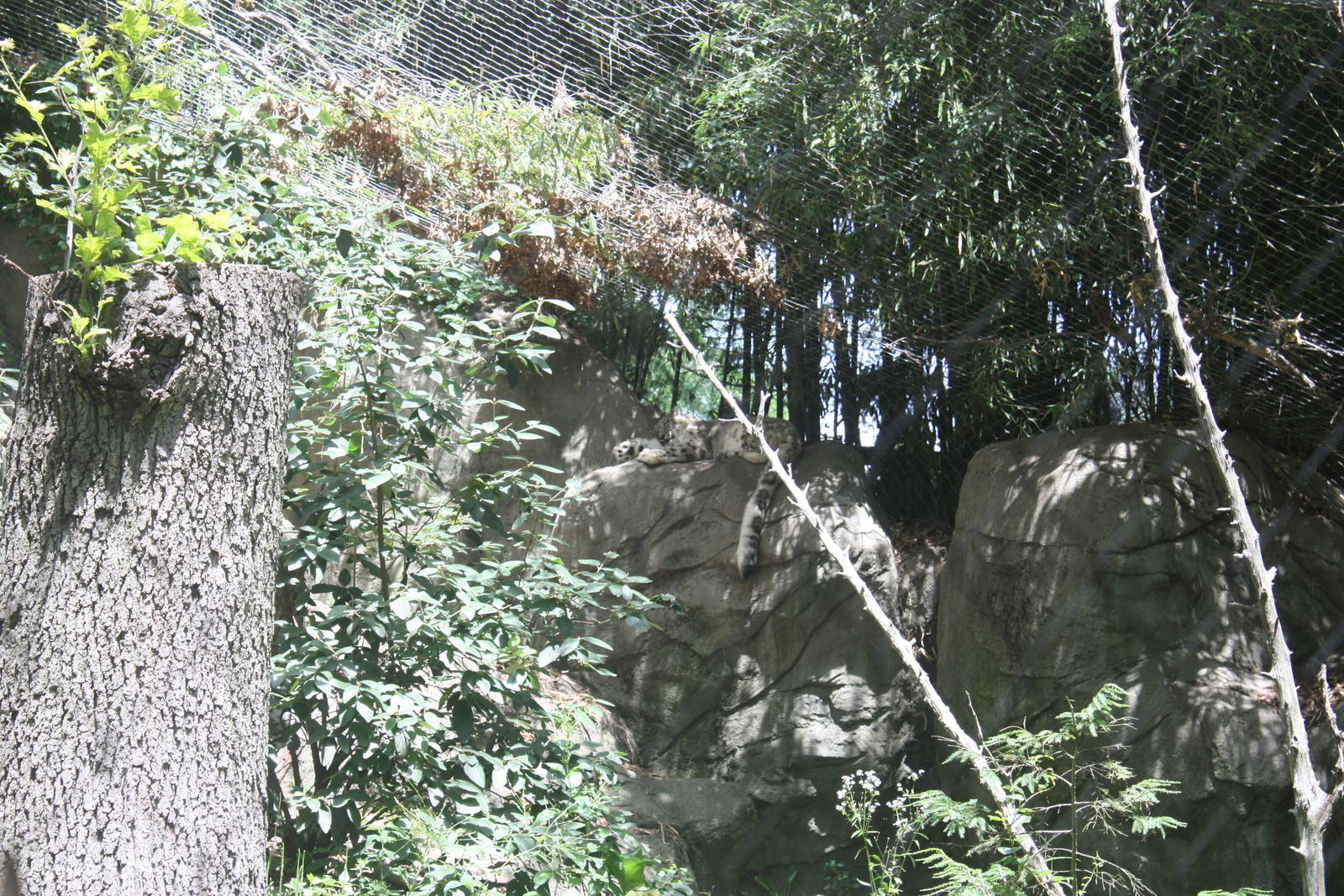 Marco Polo Trek- Snow Leopard