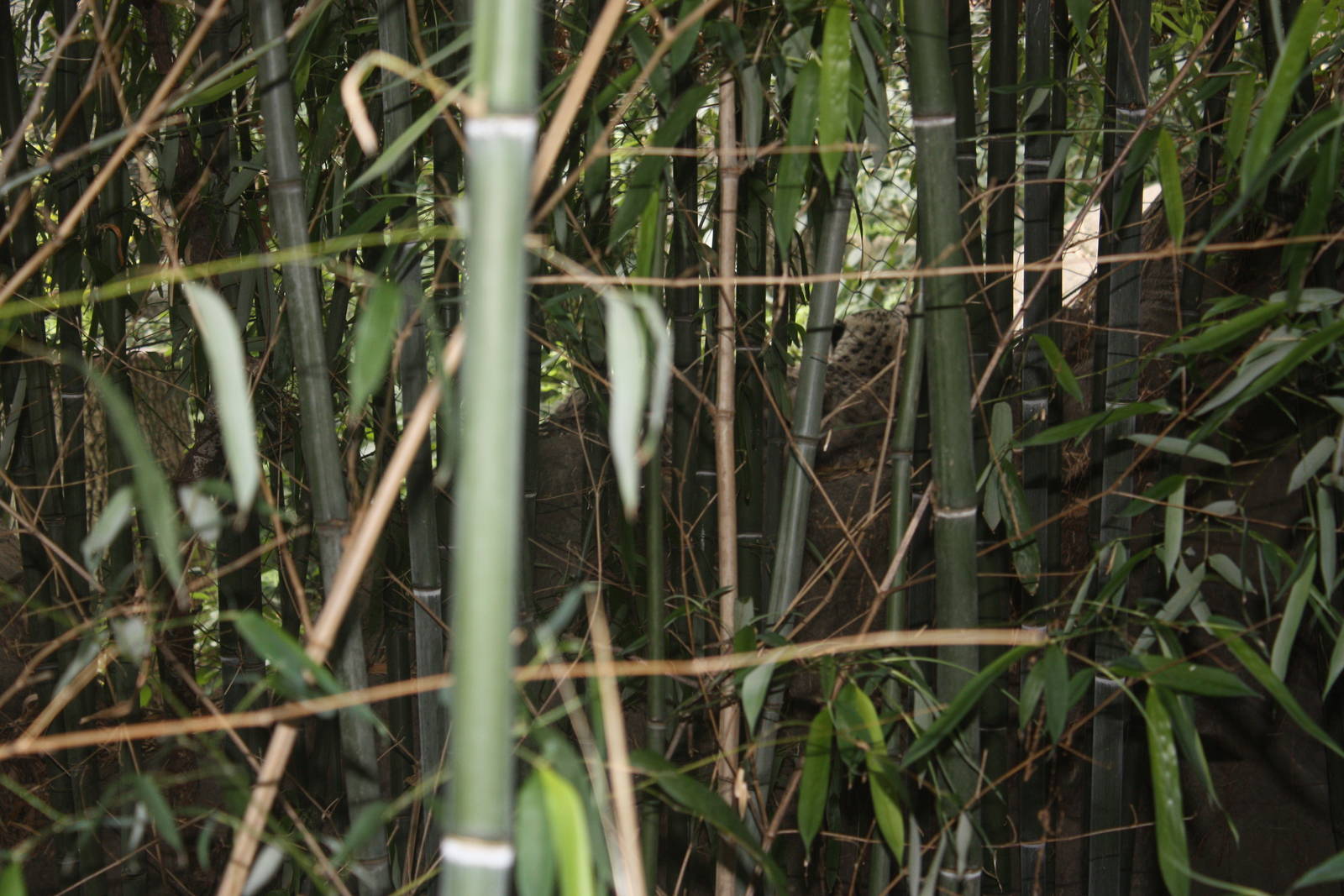 Marco Polo Trek- Spot the Snow Leopard!