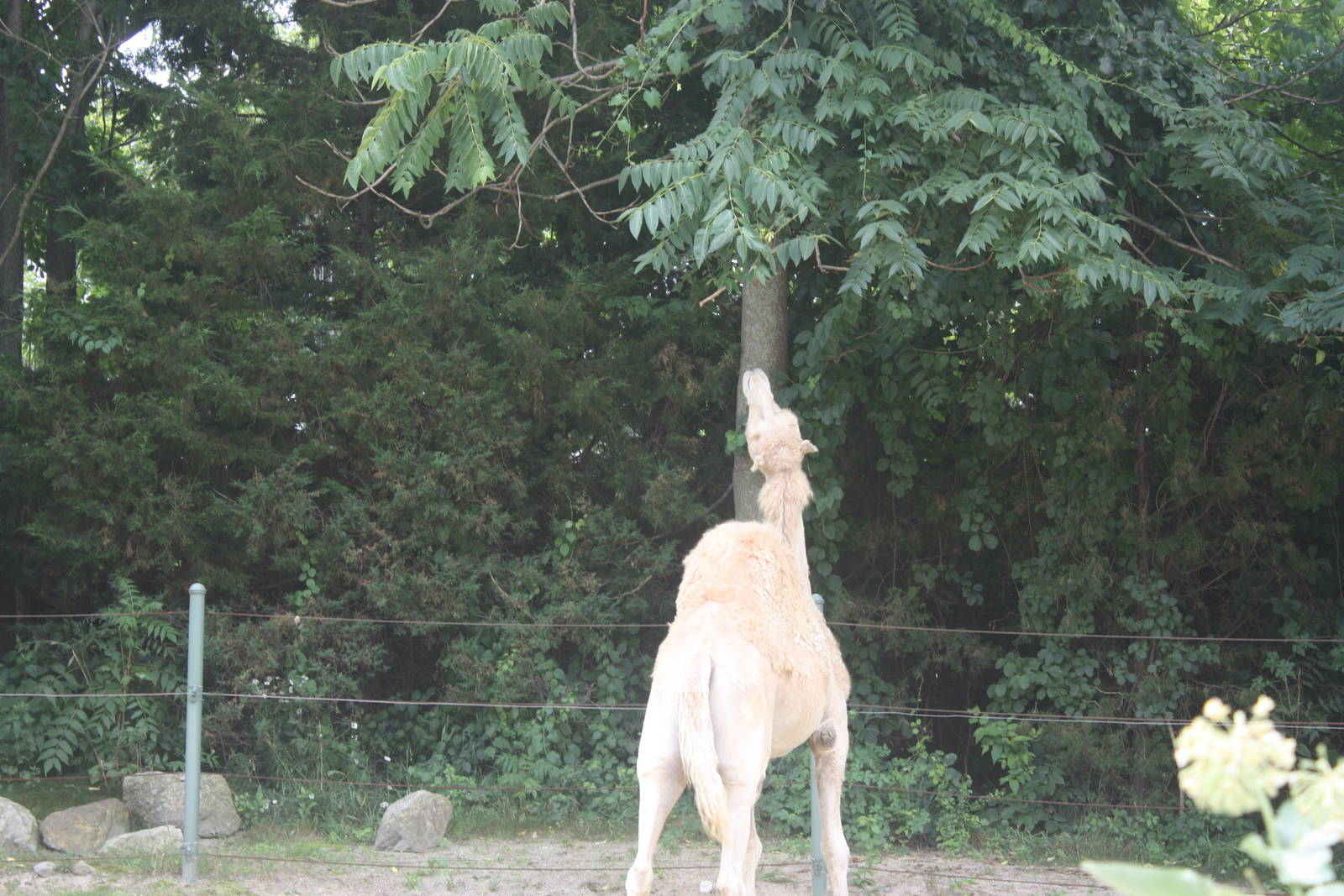 Marco Polo Trek- Tease