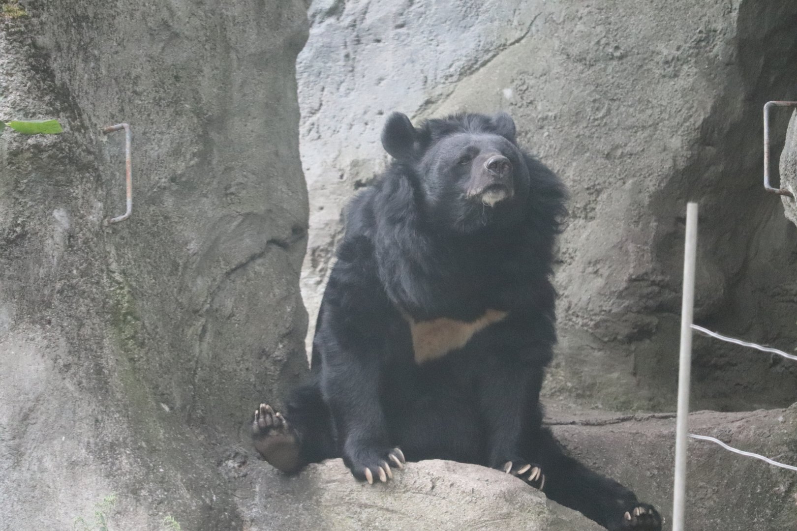 Marco Polo's Adventure Trek - Moon Bear