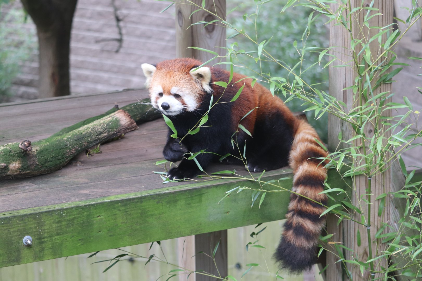 Marco Polo's Adventure Trek - Red Panda