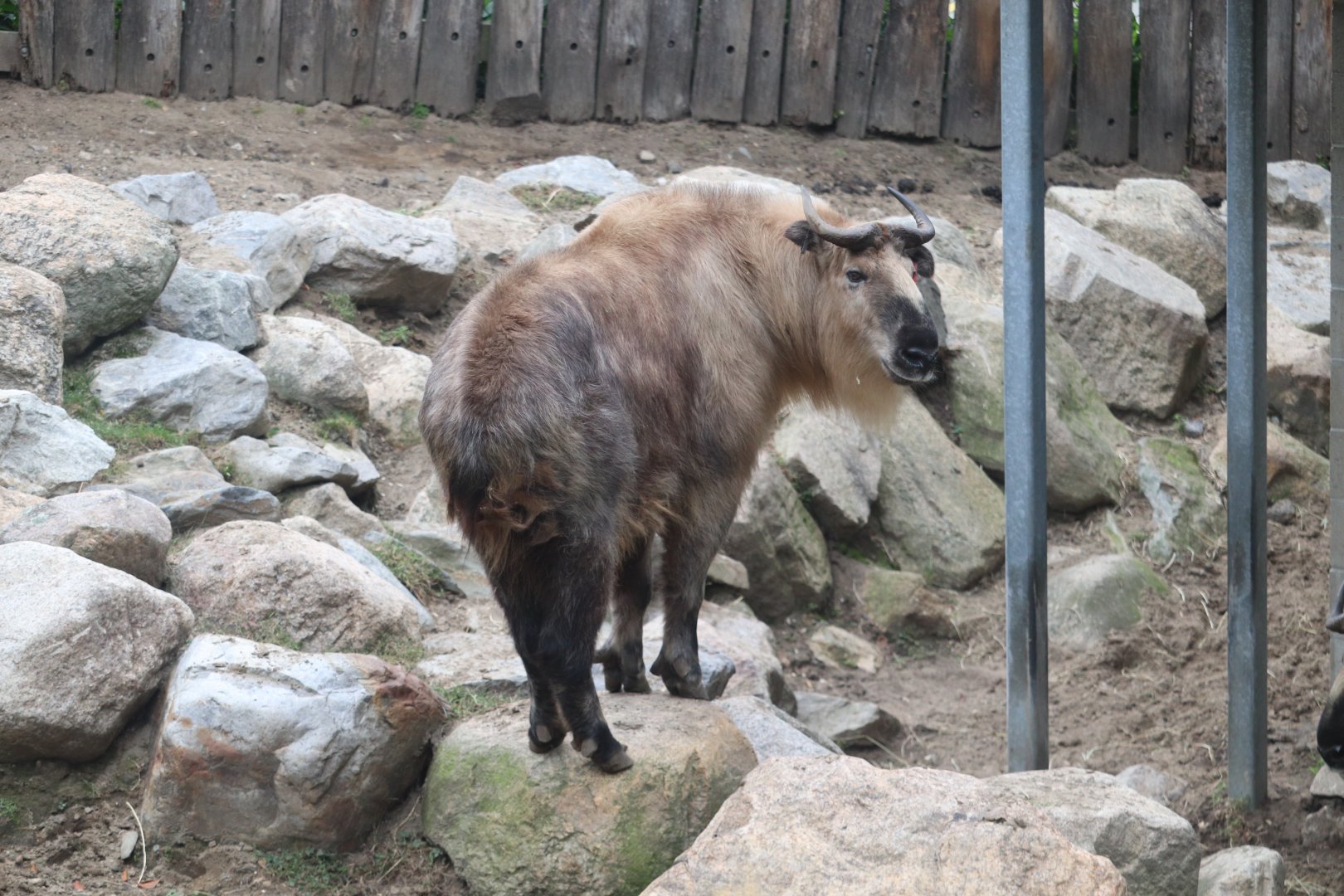 Marco Polo's Adventure Trek - Sichuan Takin