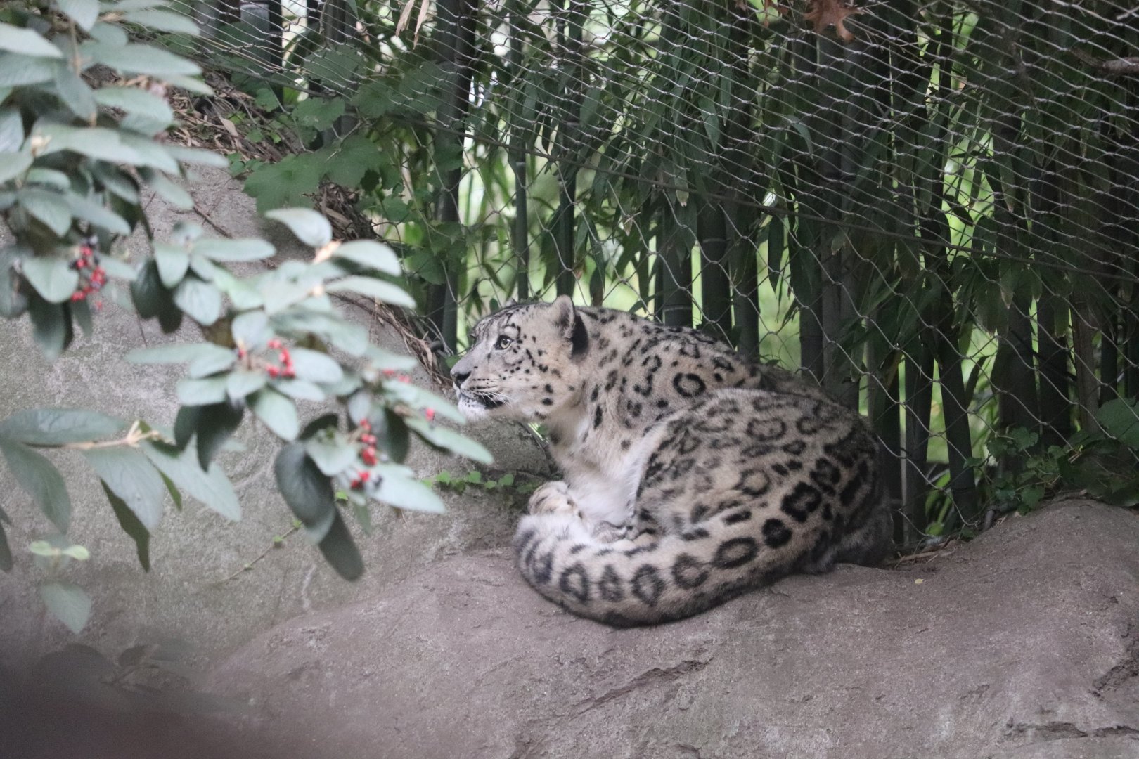 Marco Polo's Adventure Trek - Snow Leopard