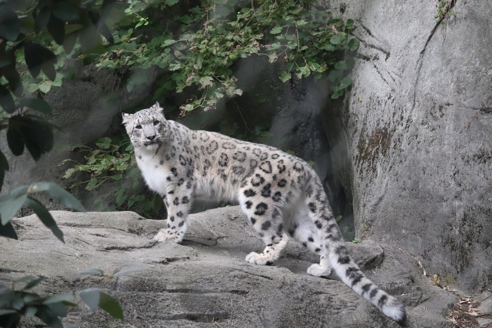 Marco Polo's Adventure Trek - Snow Leopard