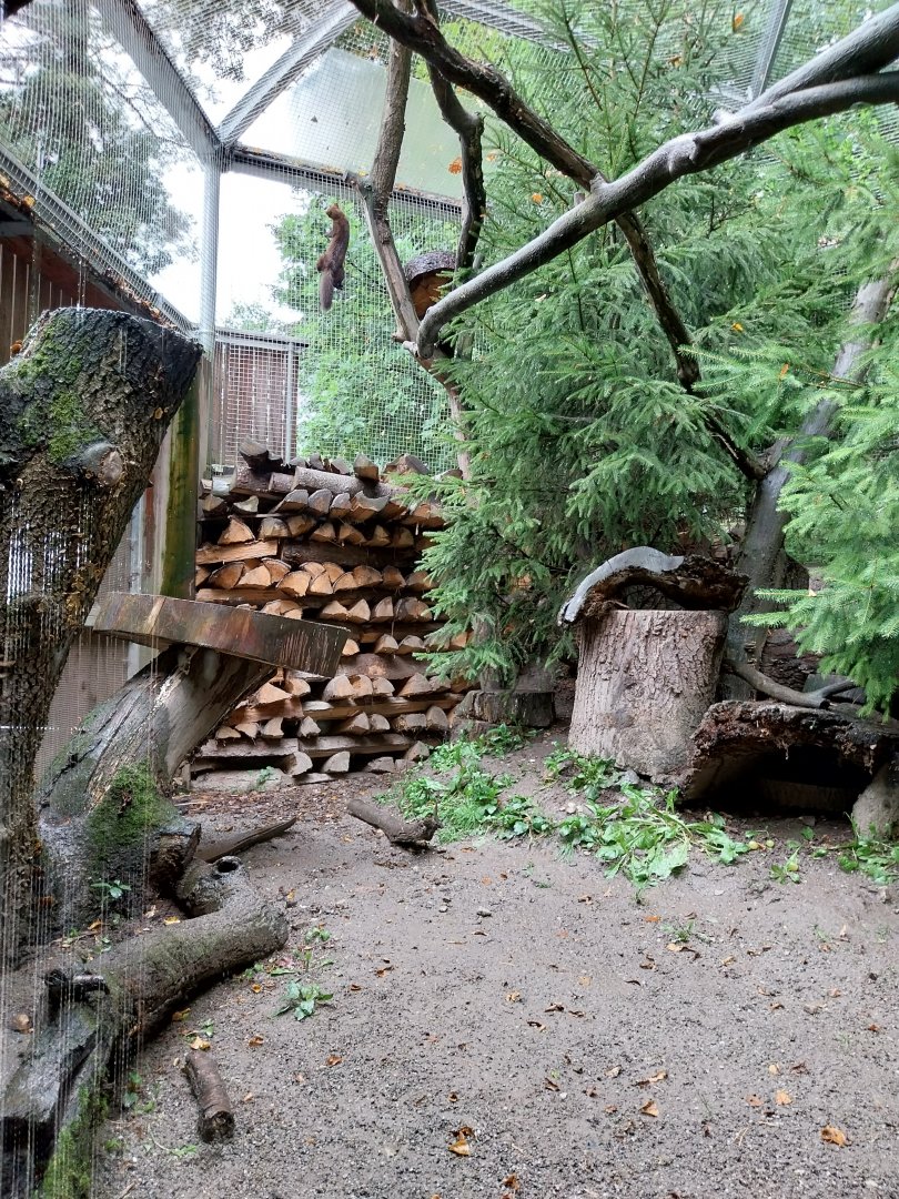 Marderhaus - Pine Marten House - European pine marten (Martes martes)