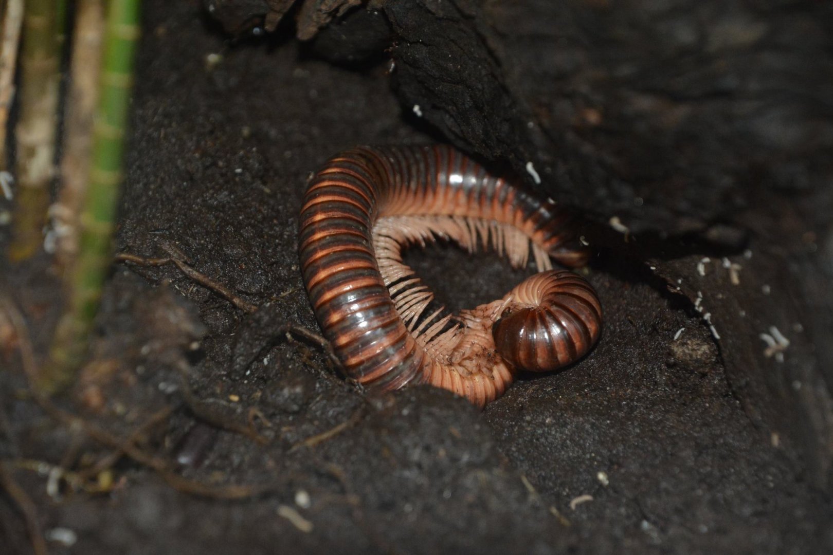 Mardonius parilis acuticonus?