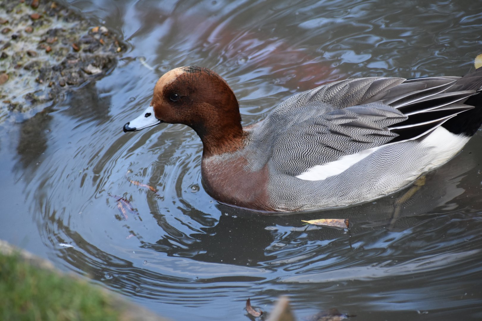 Mareca penelope - Eurasian Wigeon