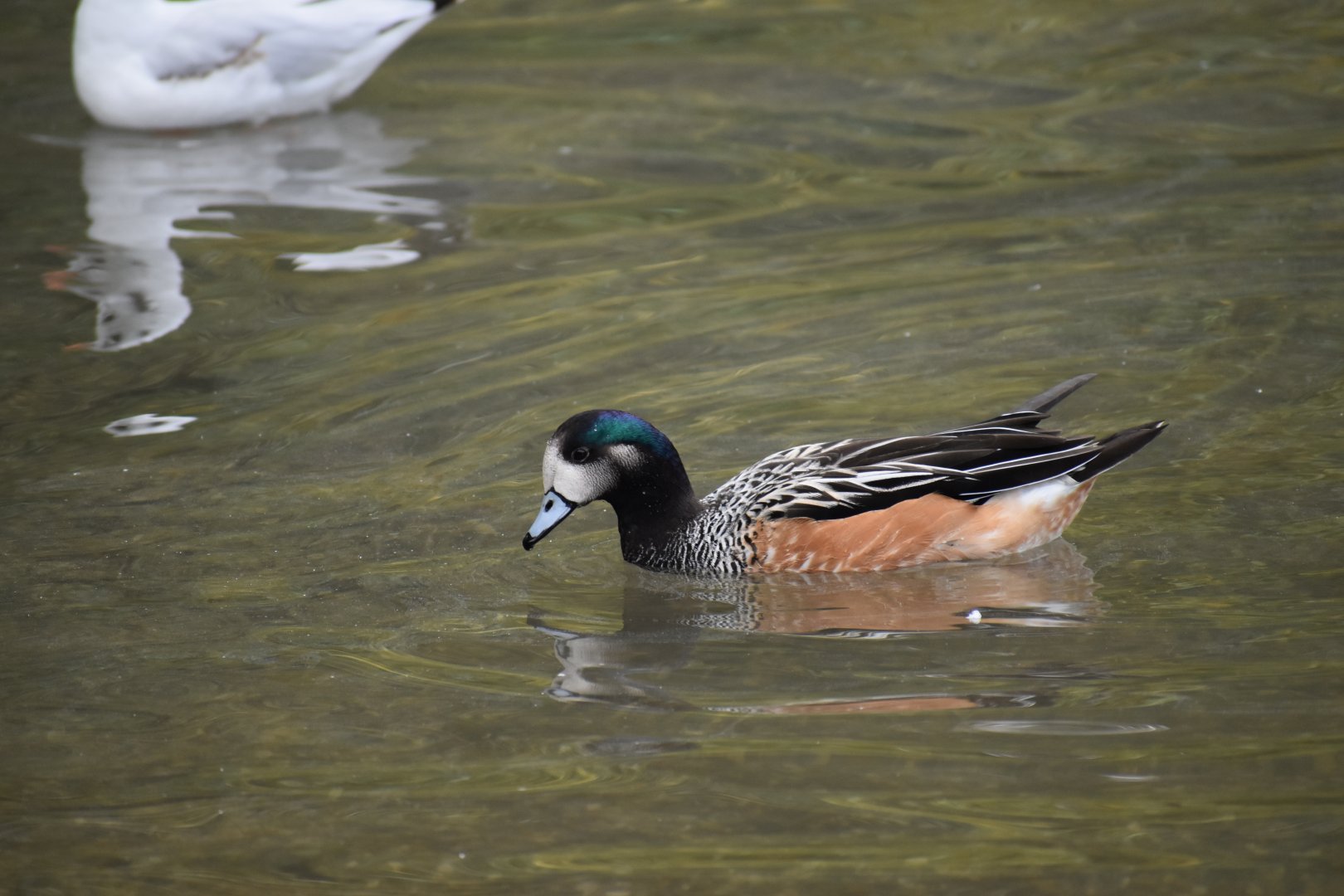 Mareca sibilatrix - Chiloe Wigeon