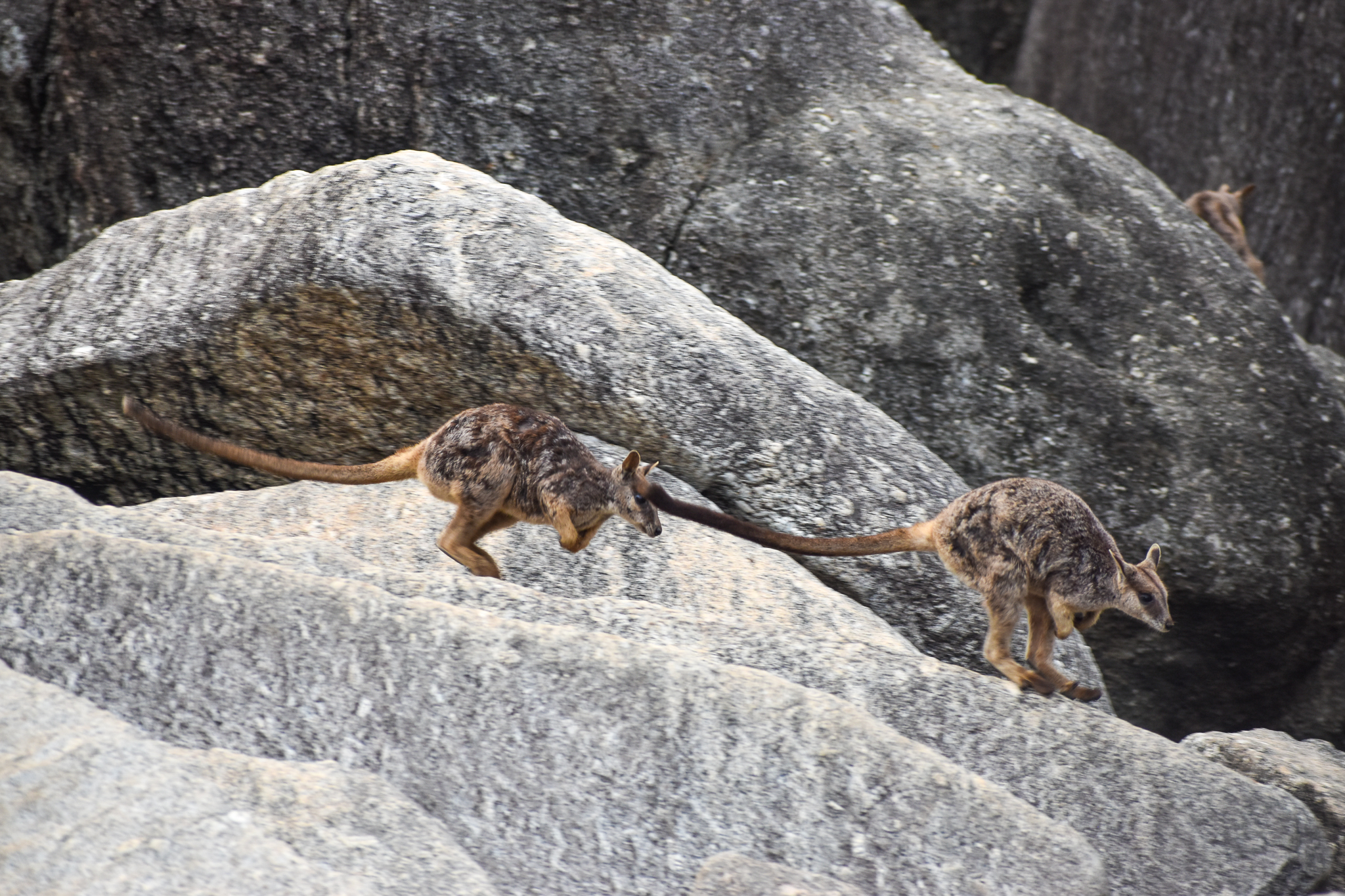 Mareeba Rock-Wallabies bounding