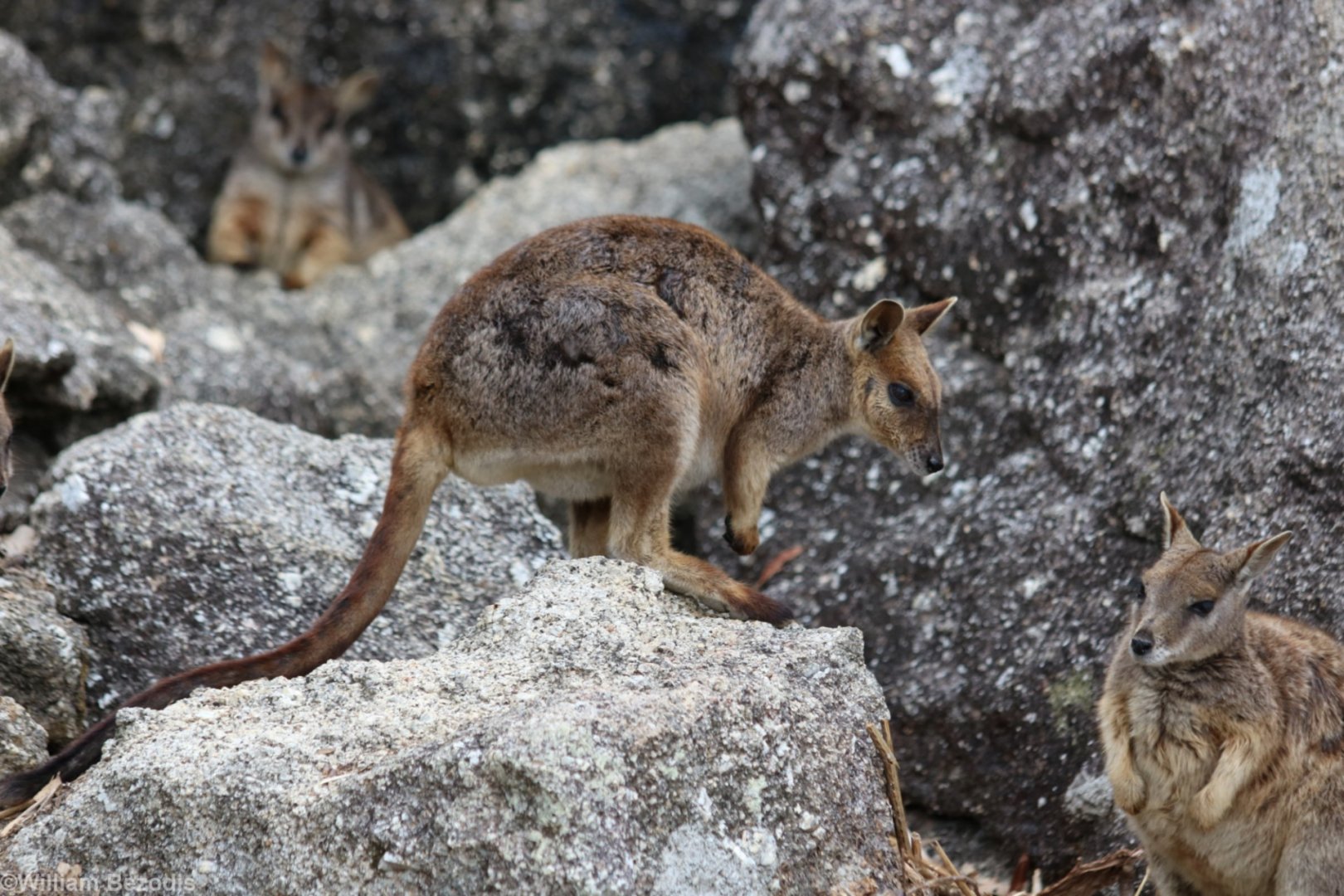 Mareeba Rock Wallabies - Granite Gorge