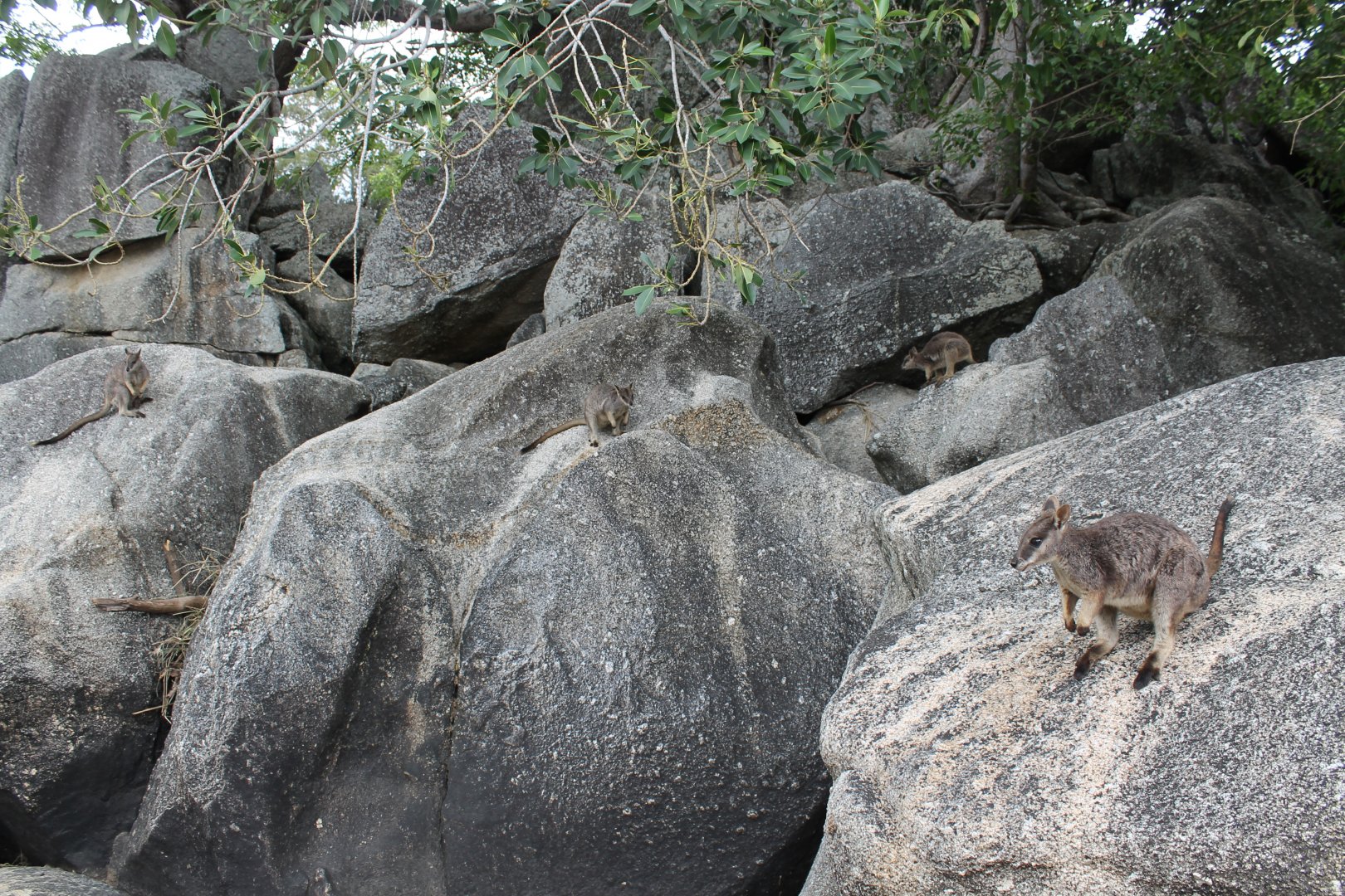 Mareeba Rock-wallabies (Petrogale mareeba)