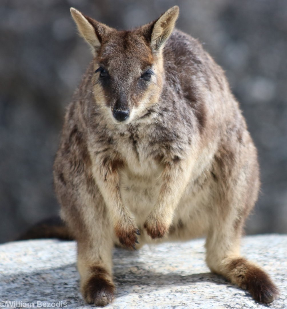 Mareeba Rock Wallaby - Granite Gorge