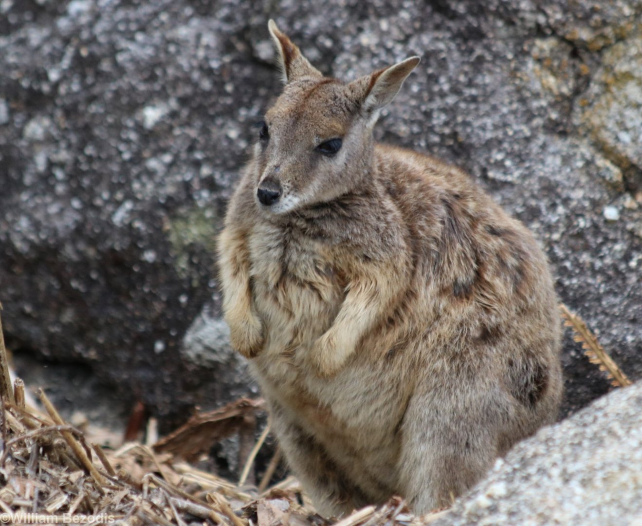 Mareeba Rock Wallaby - Granite Gorge