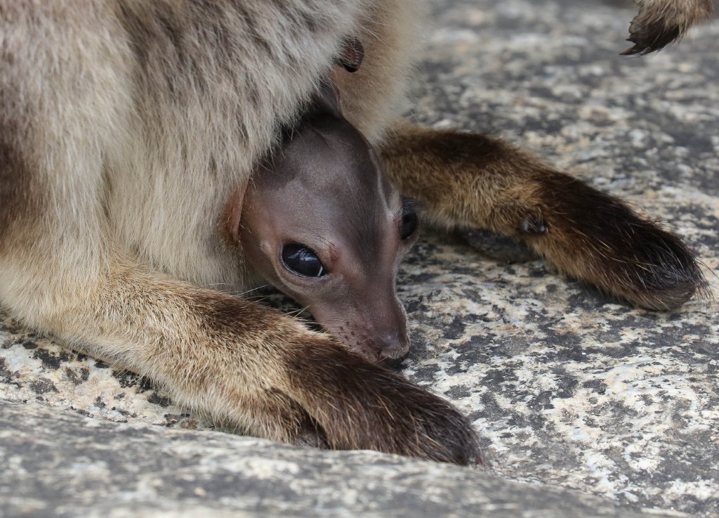 Mareeba Rock Wallaby joey