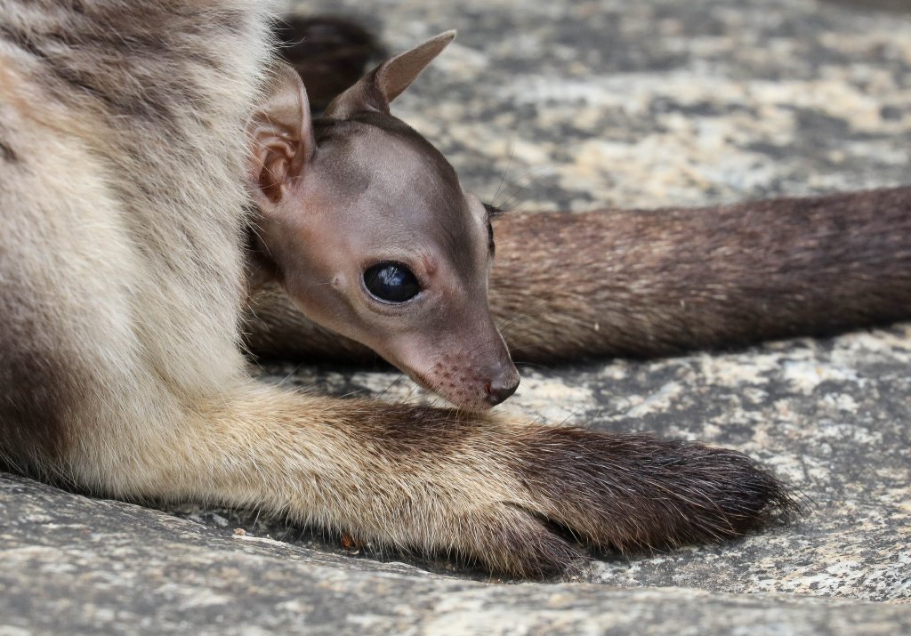 Mareeba Rock Wallaby joey