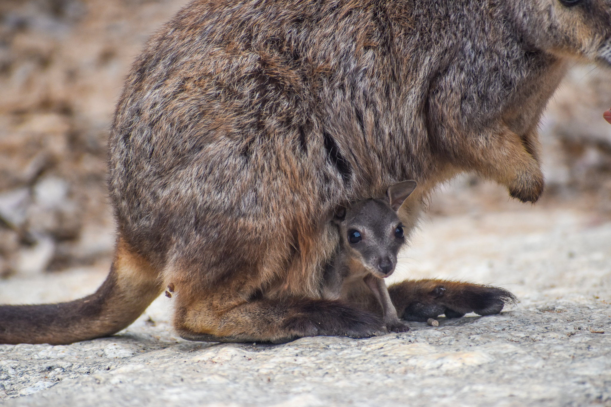 Mareeba Rock-Wallaby joey