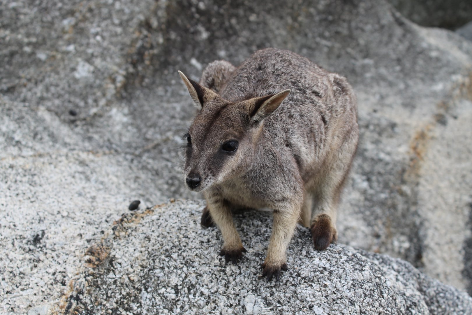 Mareeba Rock-wallaby (Petrogale mareeba)