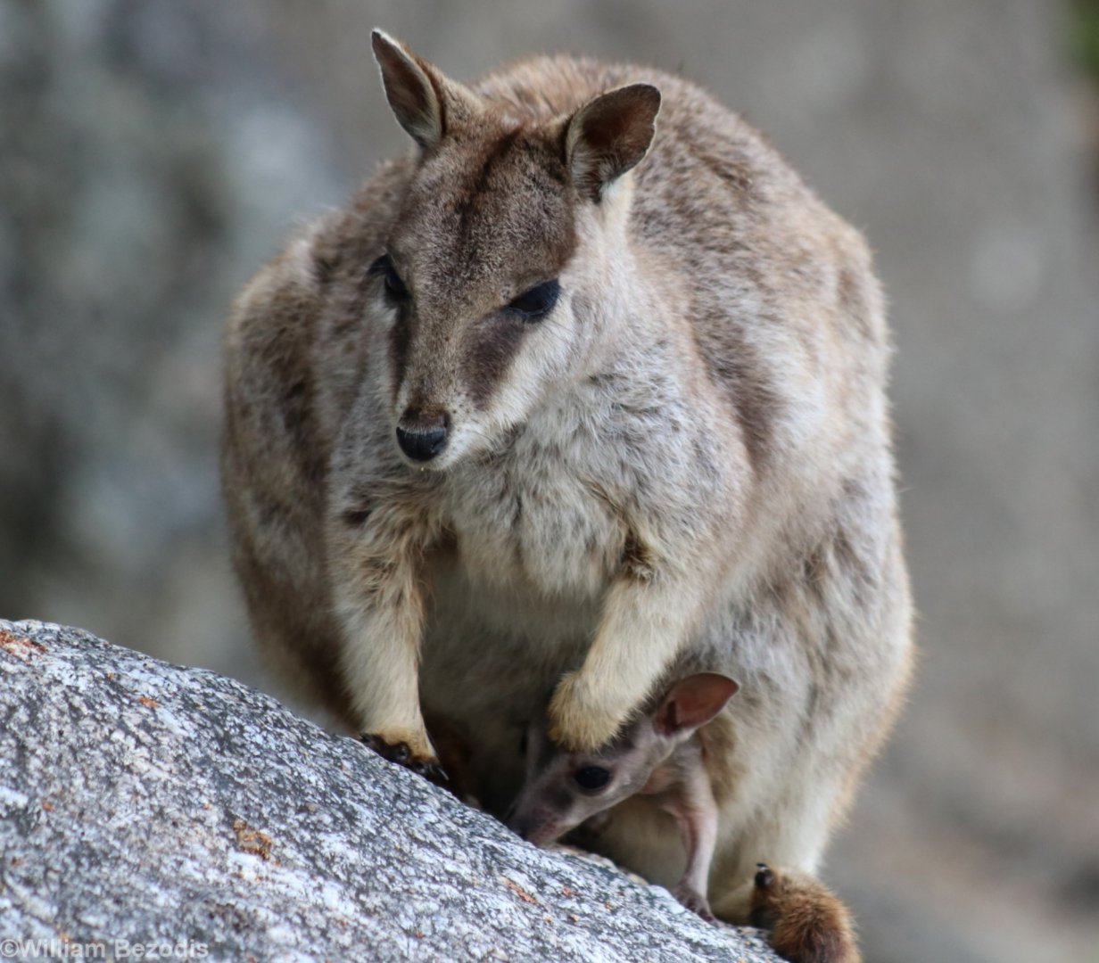 Mareeba Rock Wallaby with Joey - Granite Gorge