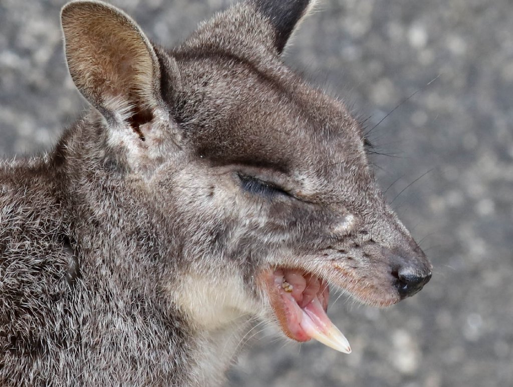 Mareeba Rock Wallaby yawning