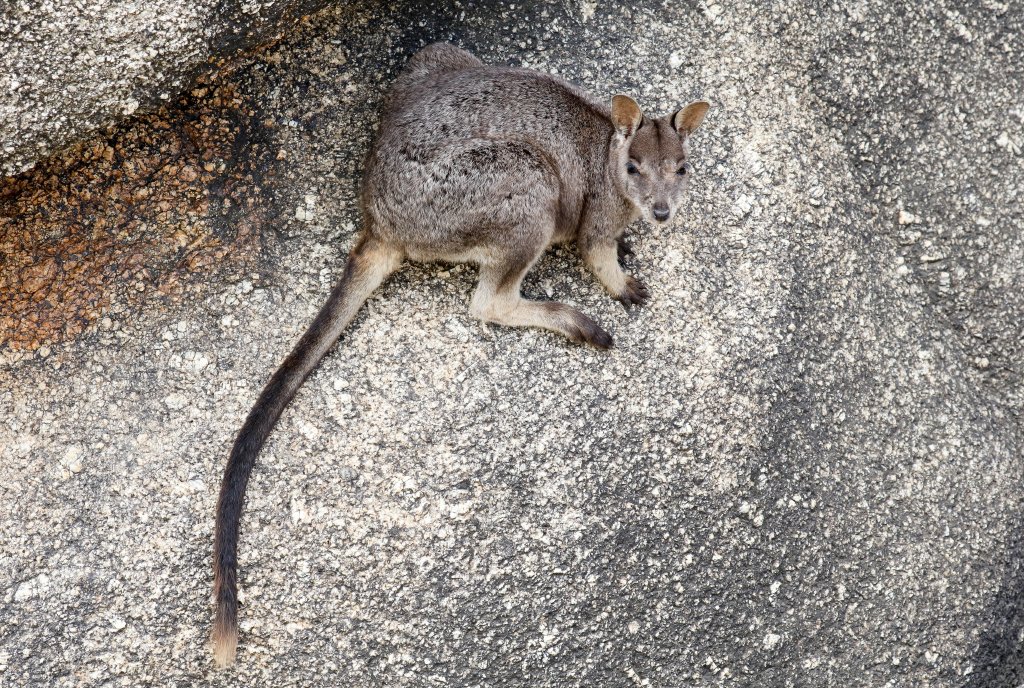 Mareeba Rock Wallaby