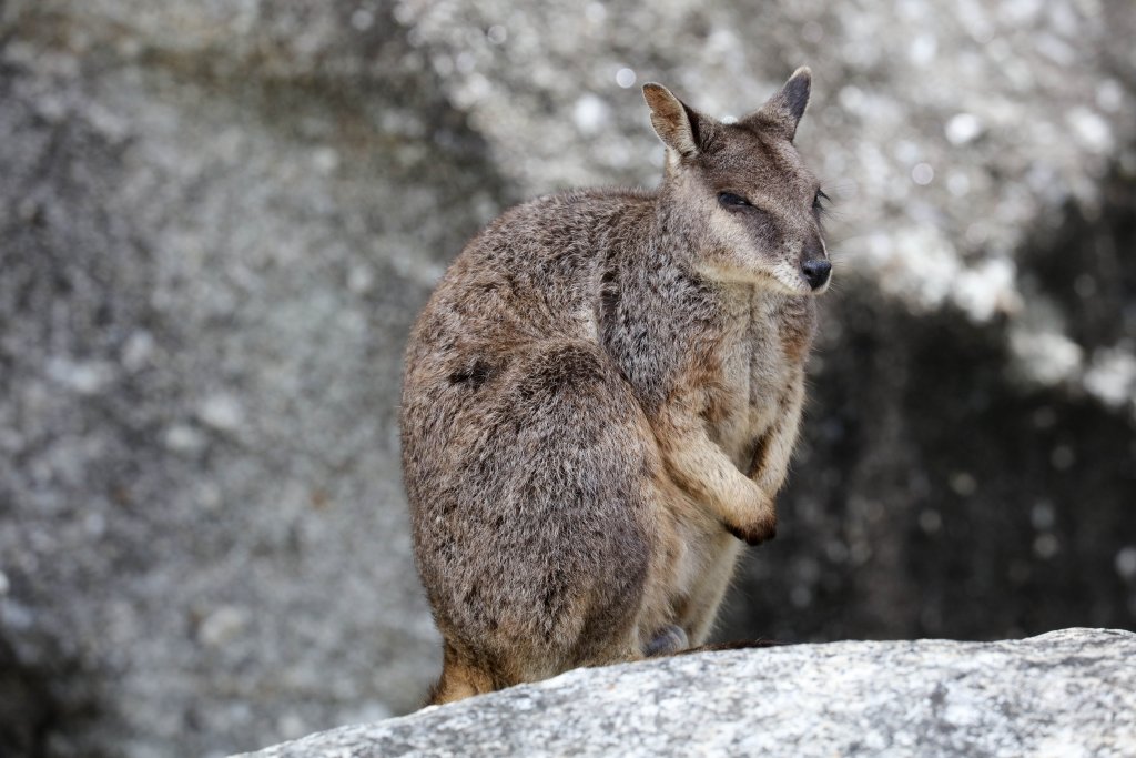 Mareeba Rock Wallaby