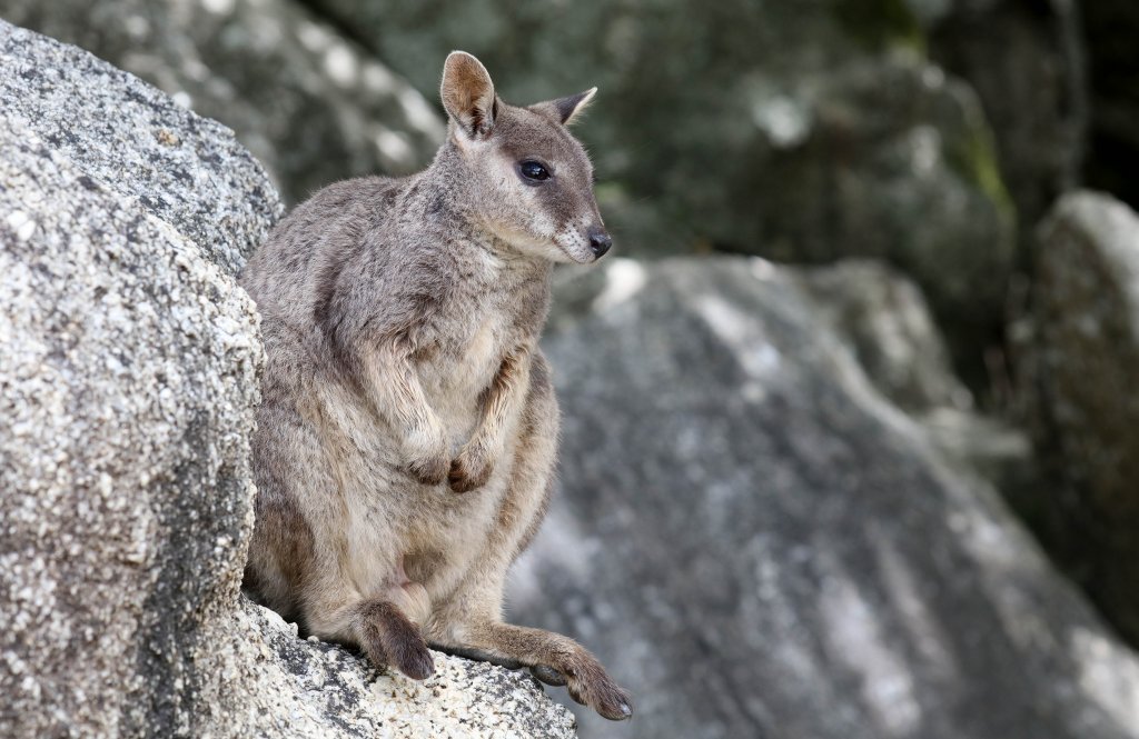Mareeba Rock Wallaby